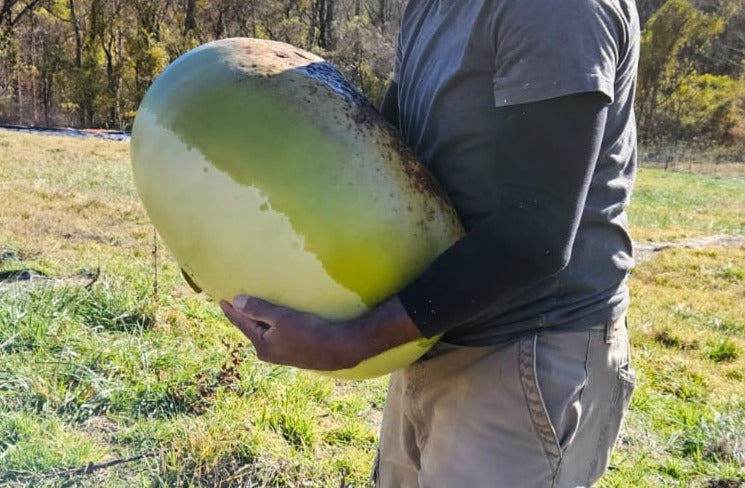 African Drum Gourd – UJAMAA SEEDS