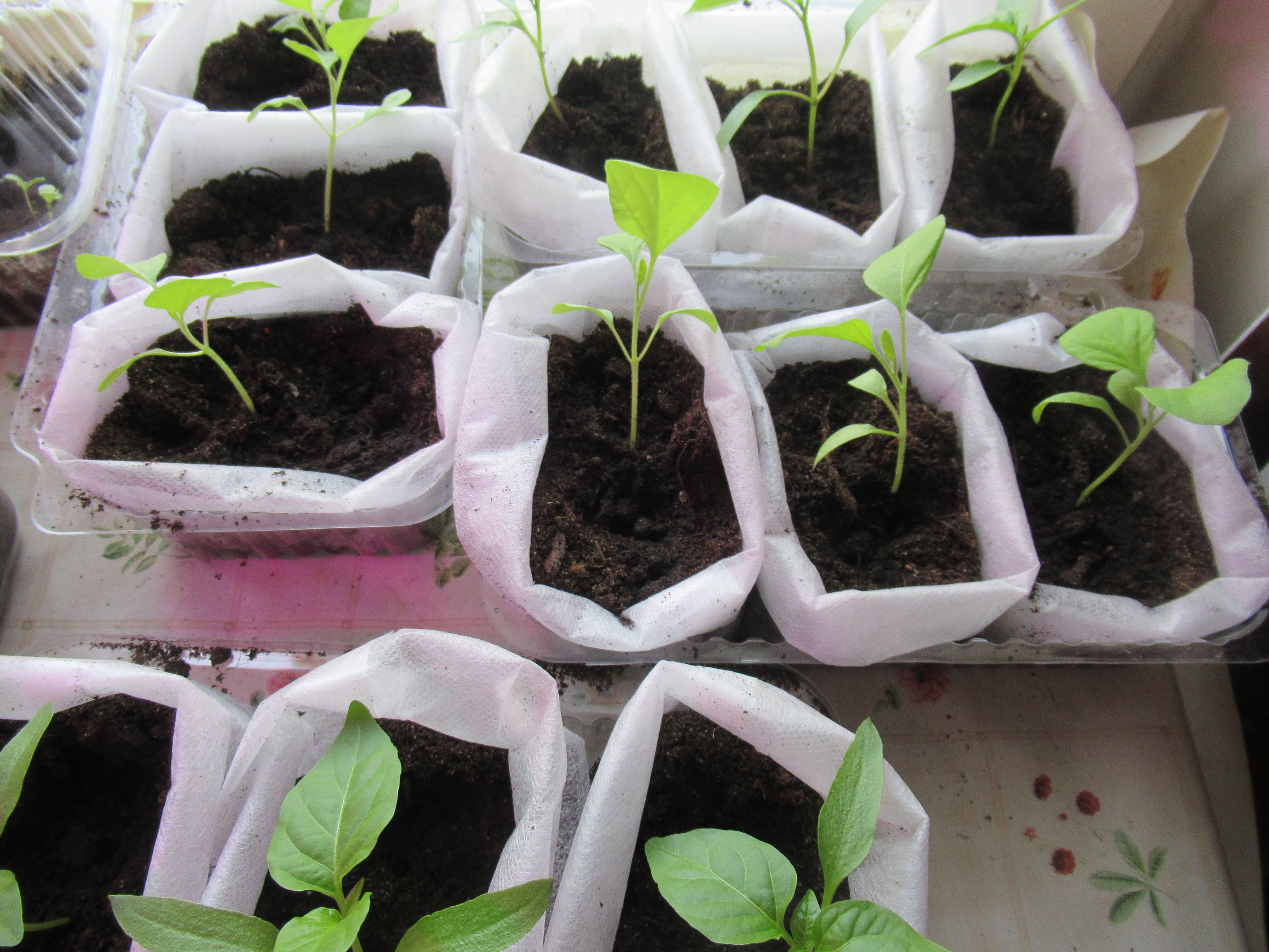 plant nursery plastic bags GROW BAG – UJAMAA SEEDS