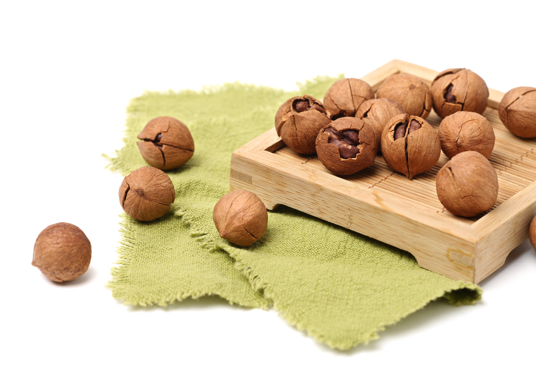 planting hickory nuts seeds Shagbark Hickory – UJAMAA SEEDS
