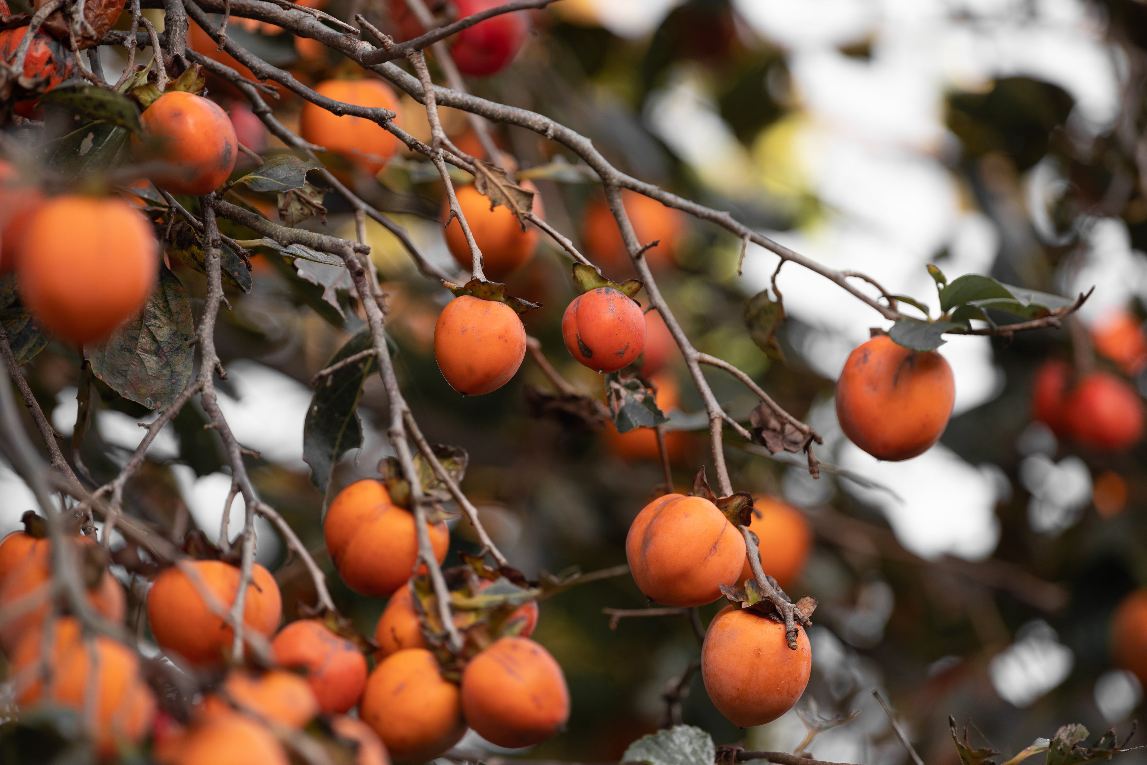 Persimmon Ranunculus Asian Persimmon – UJAMAA SEEDS