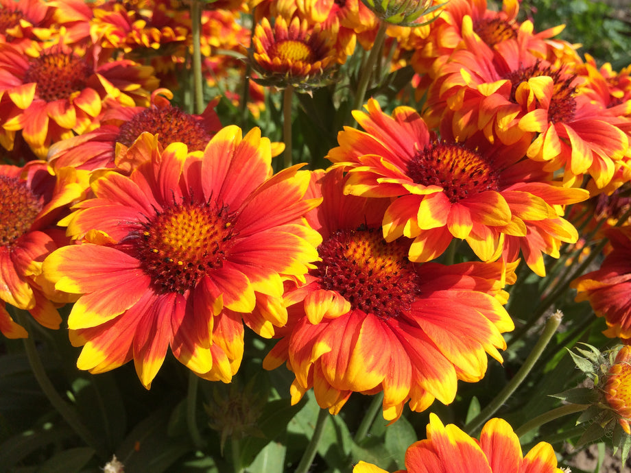 m様　order yellow orange red flower♡ JazzyZinias_3_460x@2x.jpg?v=