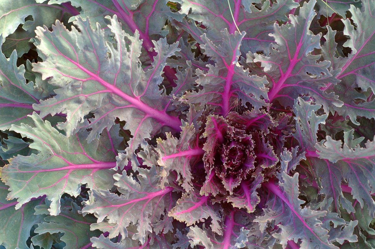 Winter Red Kale – UJAMAA SEEDS