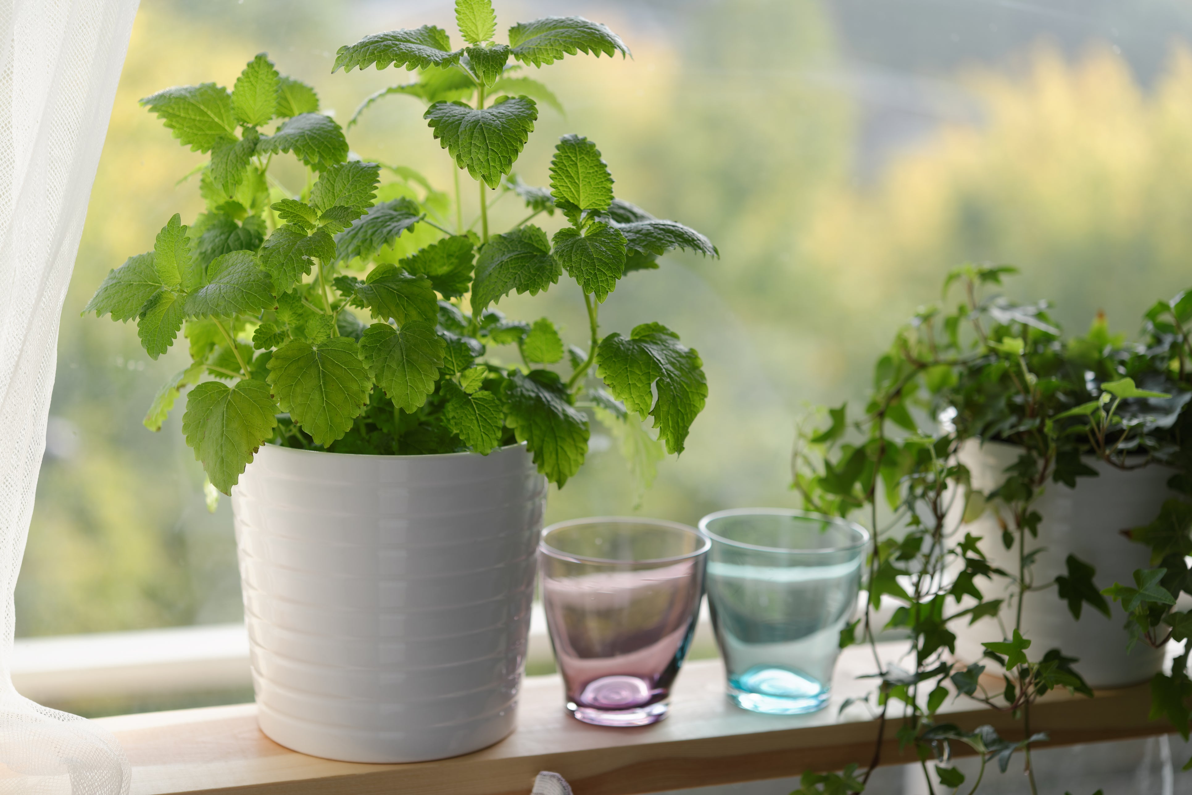 lemon balm plant in pot Lemon Balm – UJAMAA SEEDS