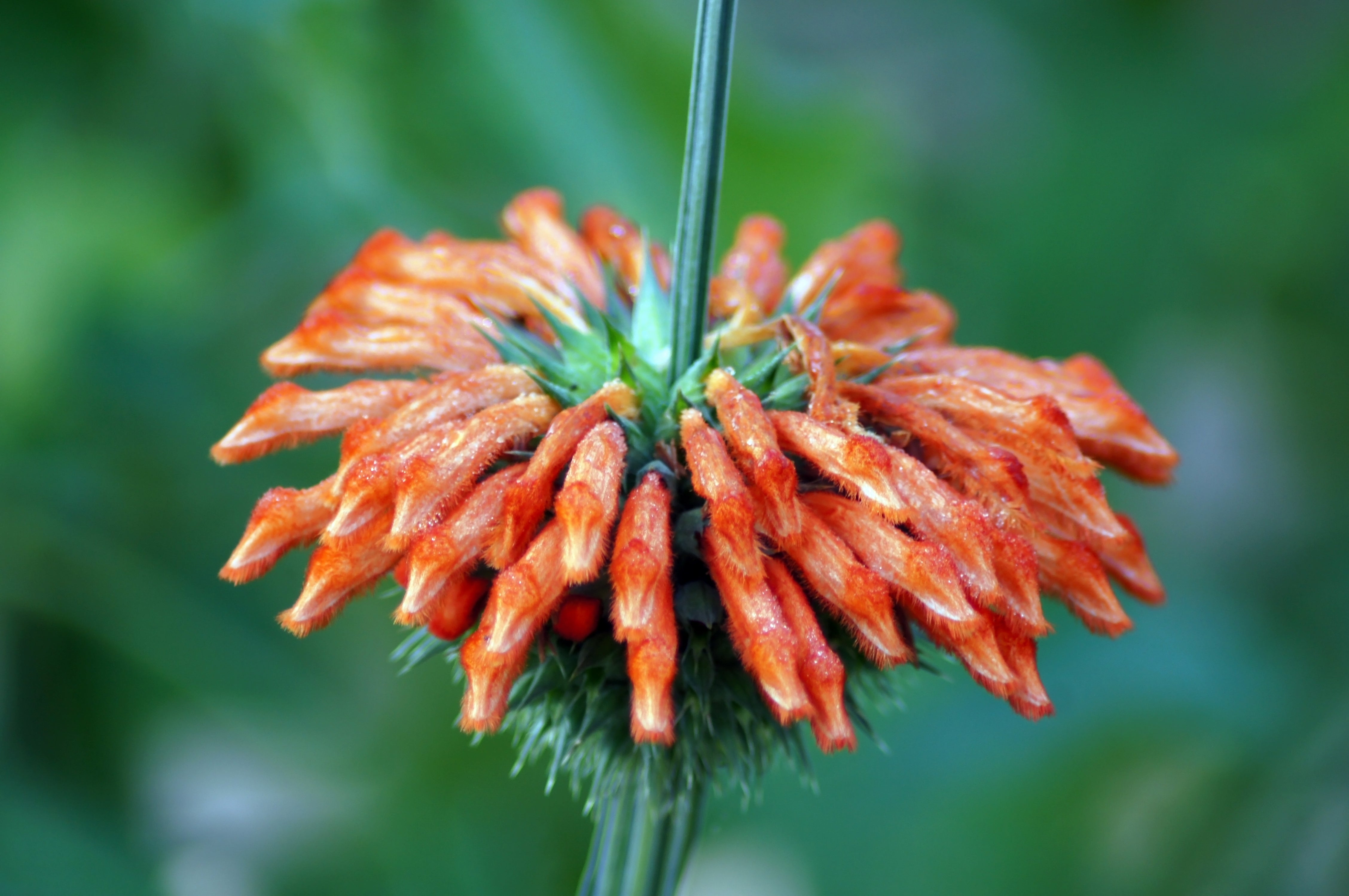 lion's ear plant seeds Lion's Ear – UJAMAA SEEDS