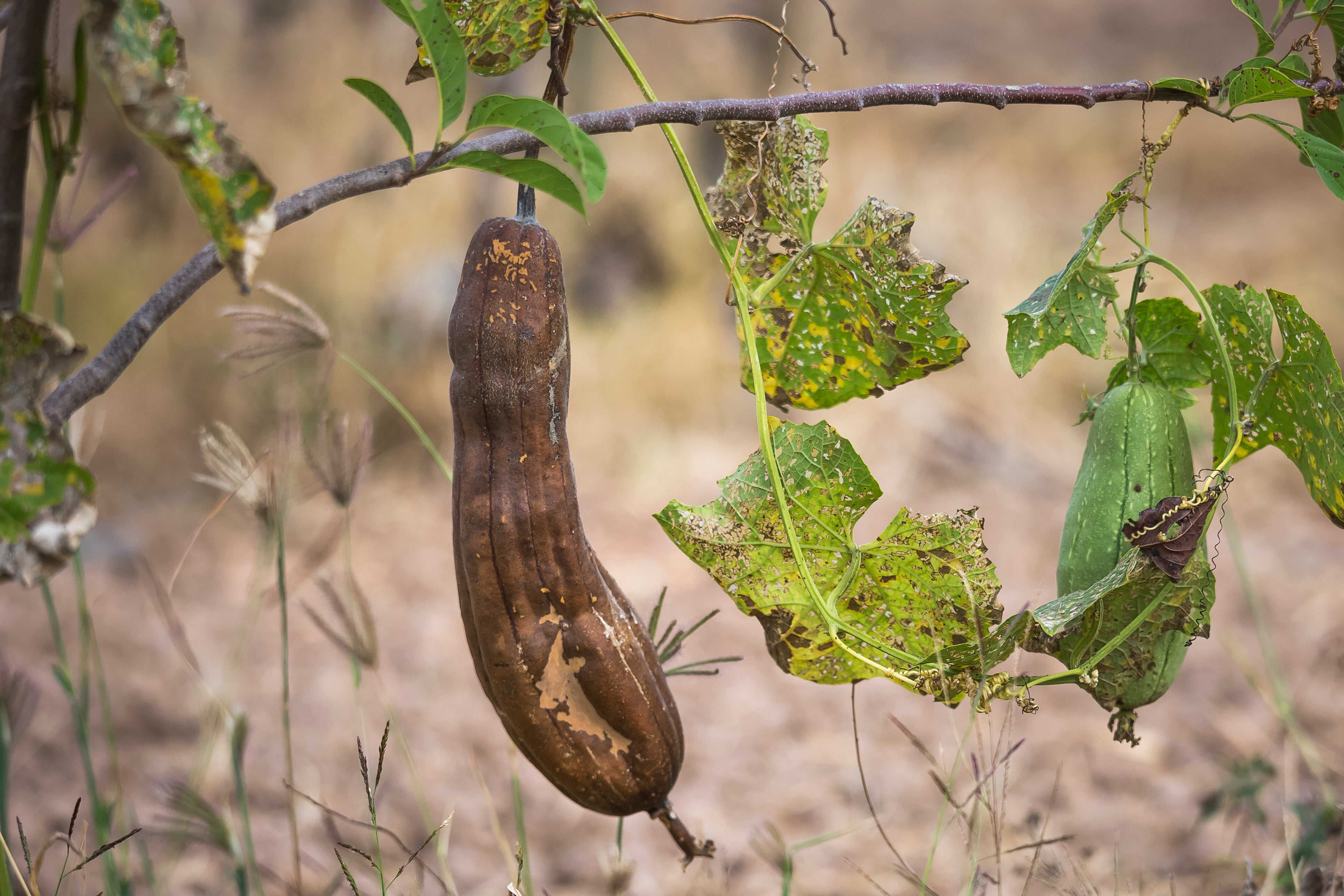 luffa sponge plant seeds Luffa (Sponge Gourd) – UJAMAA SEEDS