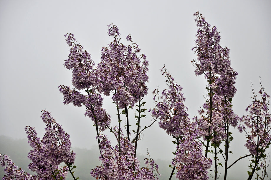 Earl Grey⟡.* Larkspur-EarlGrey_460x@2x.jpg?