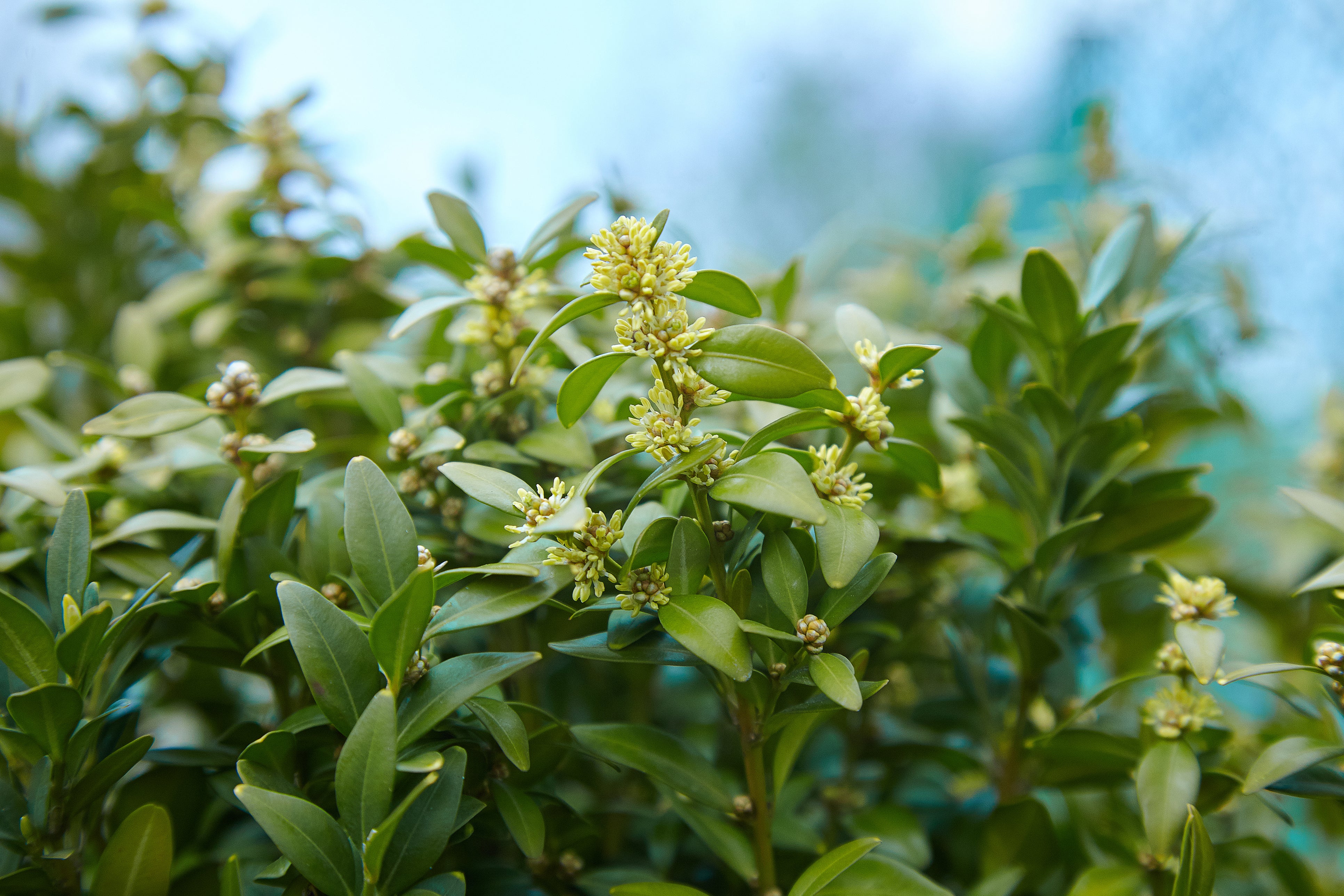 bay plant seeds Sweet Bay (Bay Laurel) – UJAMAA SEEDS