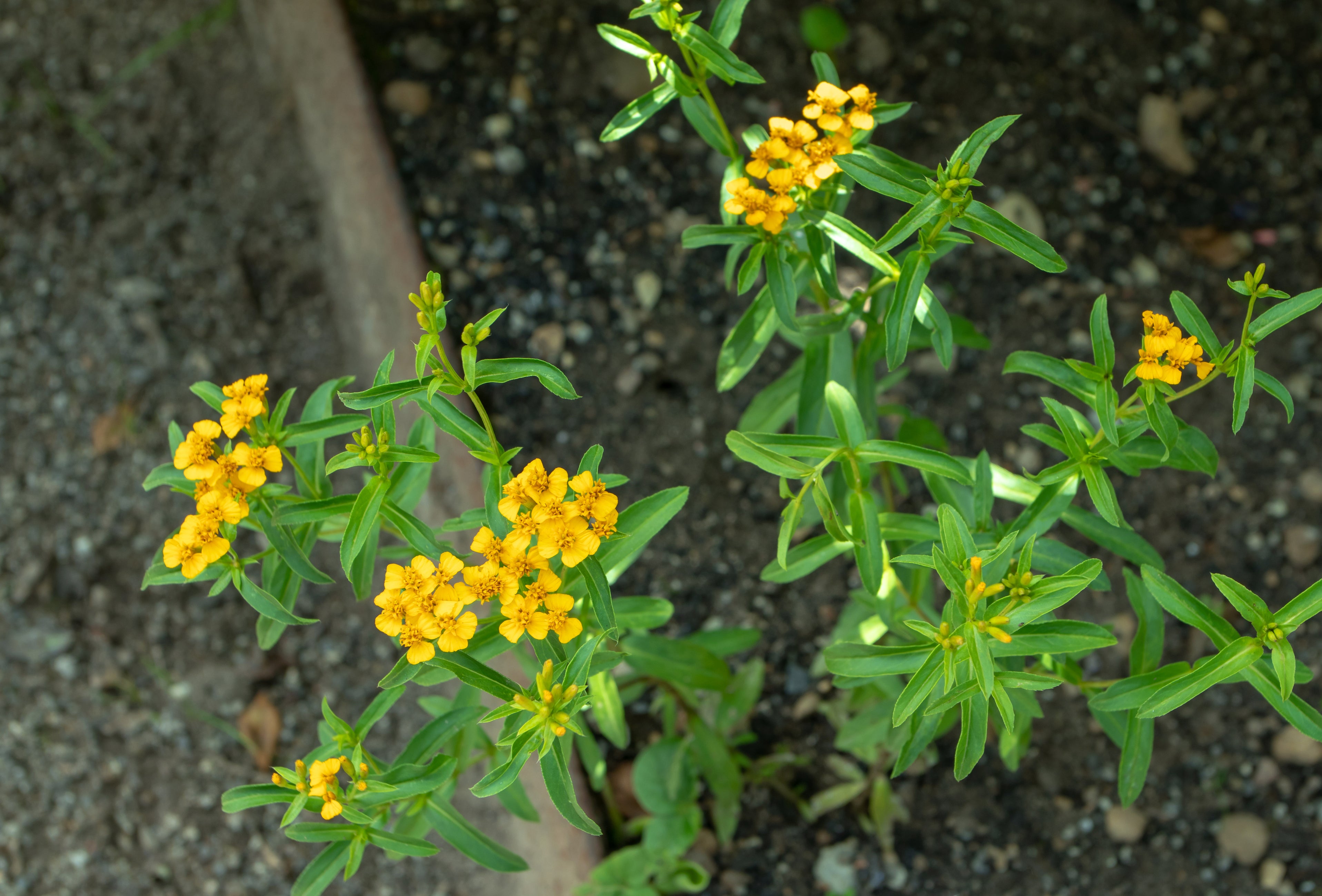 mexican mint marigold seeds Mexican Mint Marigold – UJAMAA SEEDS