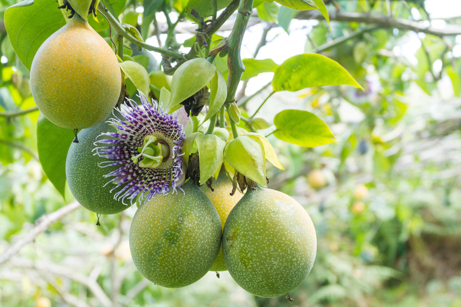 maypop passion flower seeds VINE, PASSION FRUIT, Northern Maypop – UJAMAA SEEDS