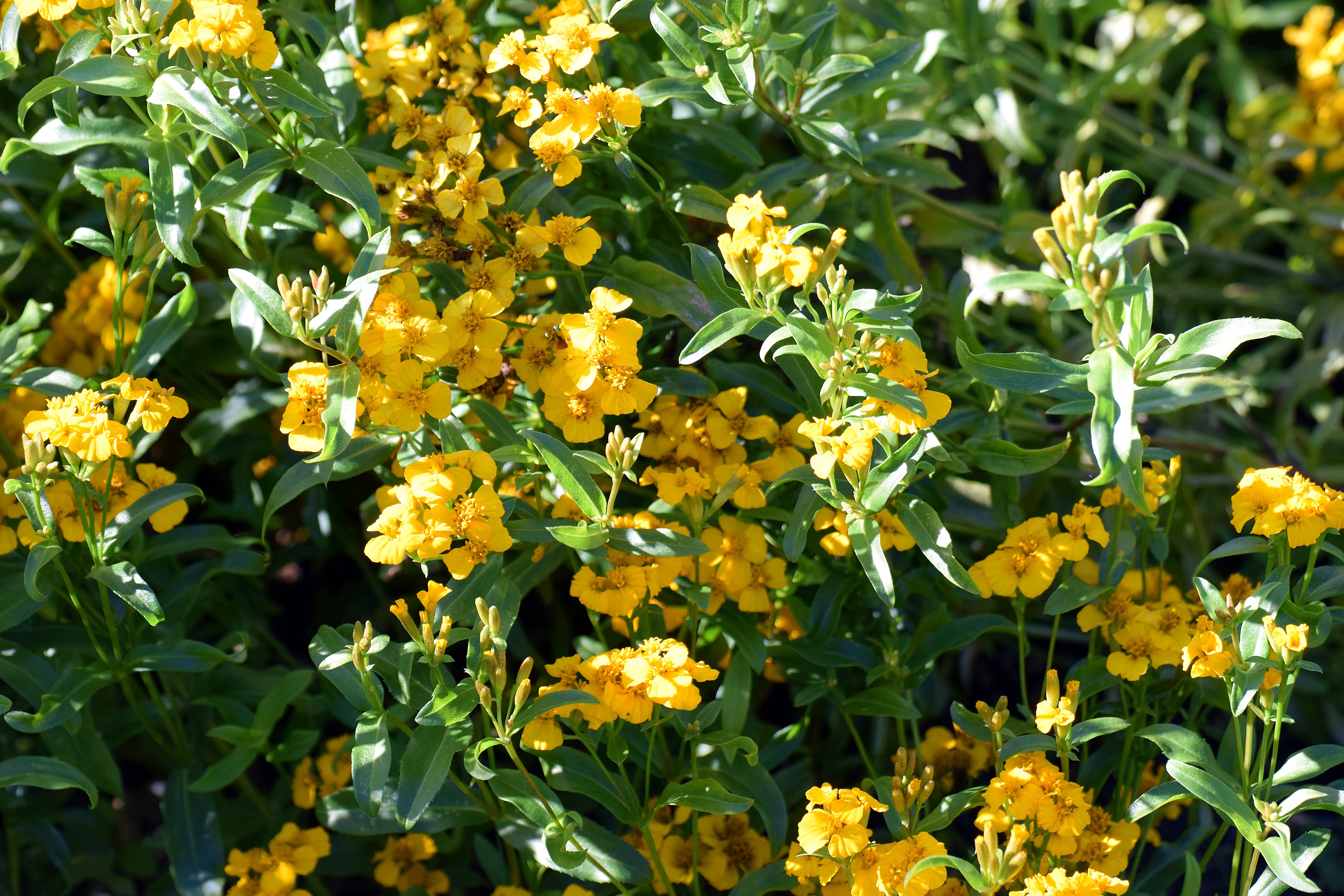 mexican mint marigold seeds Mexican Mint Marigold – UJAMAA SEEDS