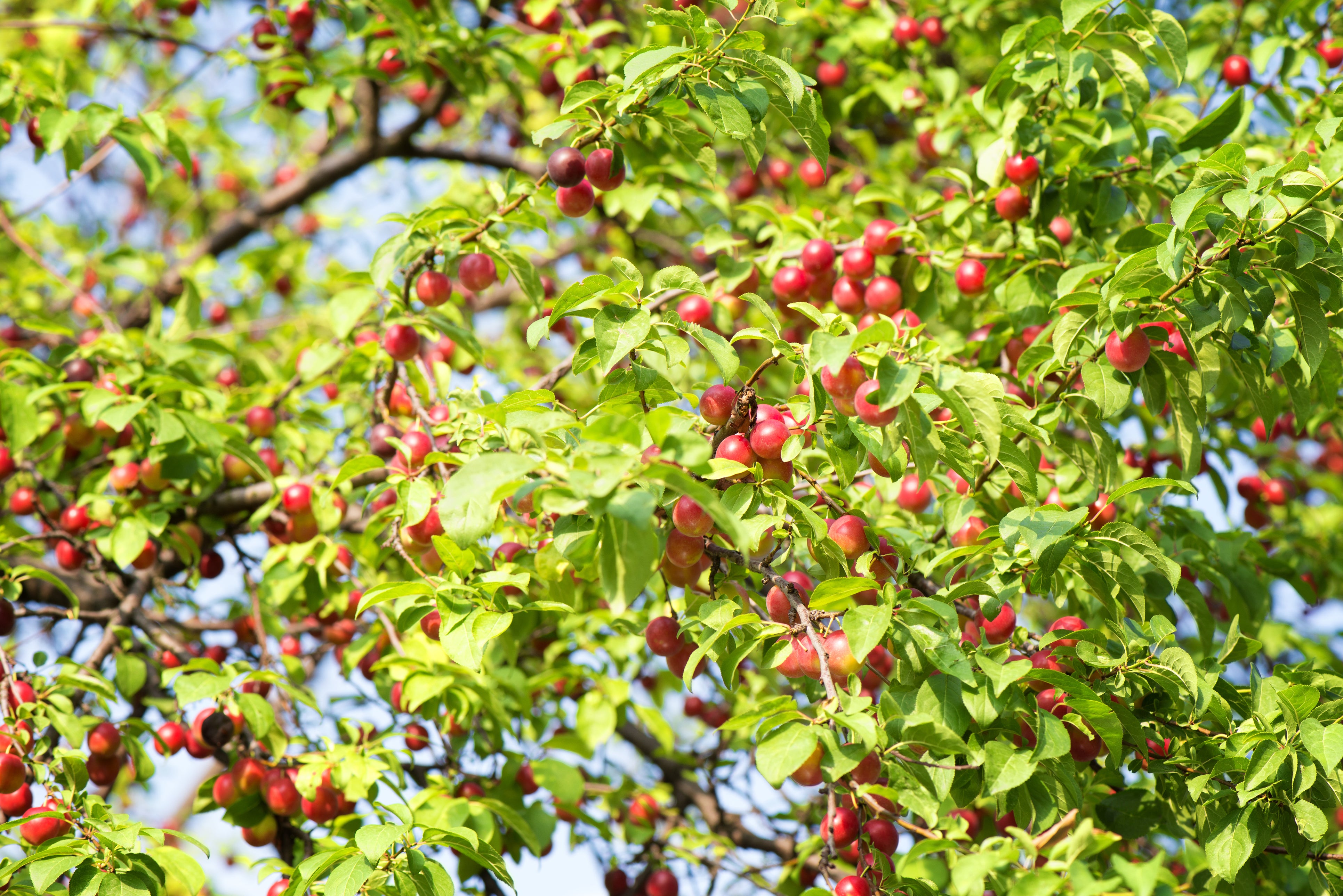 planting cherry plum seeds Cherry Plum (Myrobalan Plum) – UJAMAA SEEDS