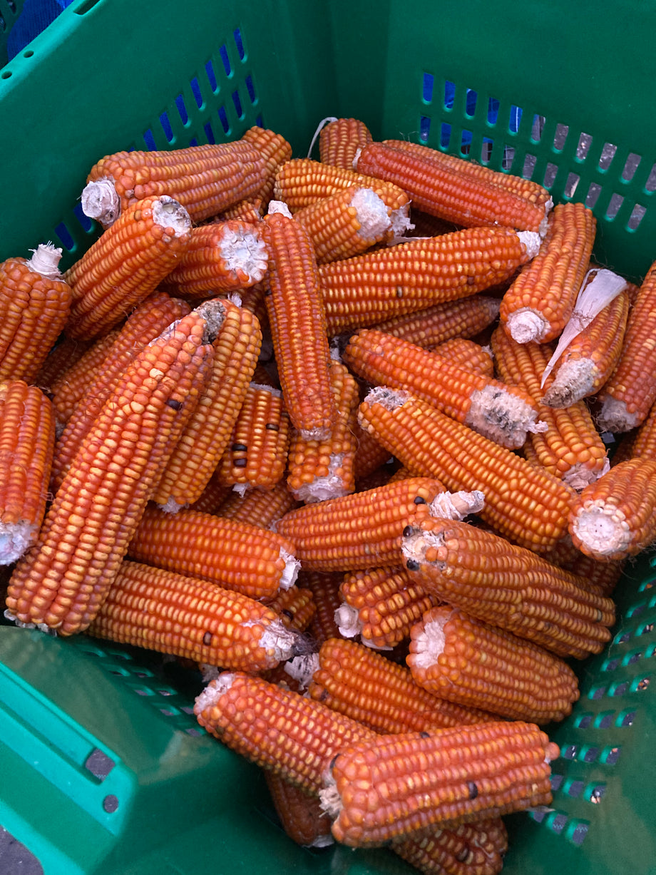 CORN, Waimanalo Orange – UJAMAA SEEDS