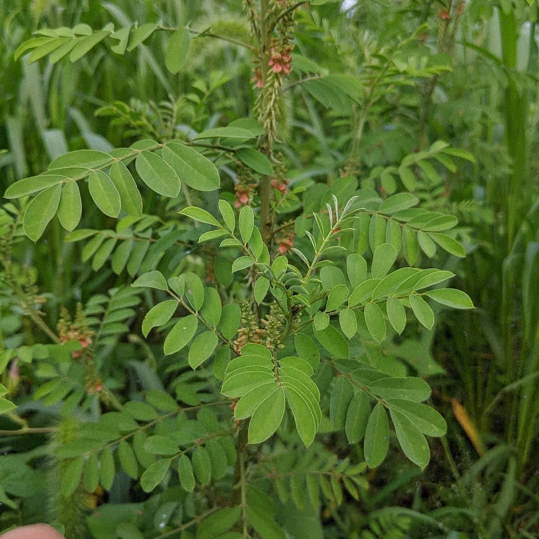 indigo plant seeds Ossabaw Indigo (Sea Island Indigo) – UJAMAA SEEDS