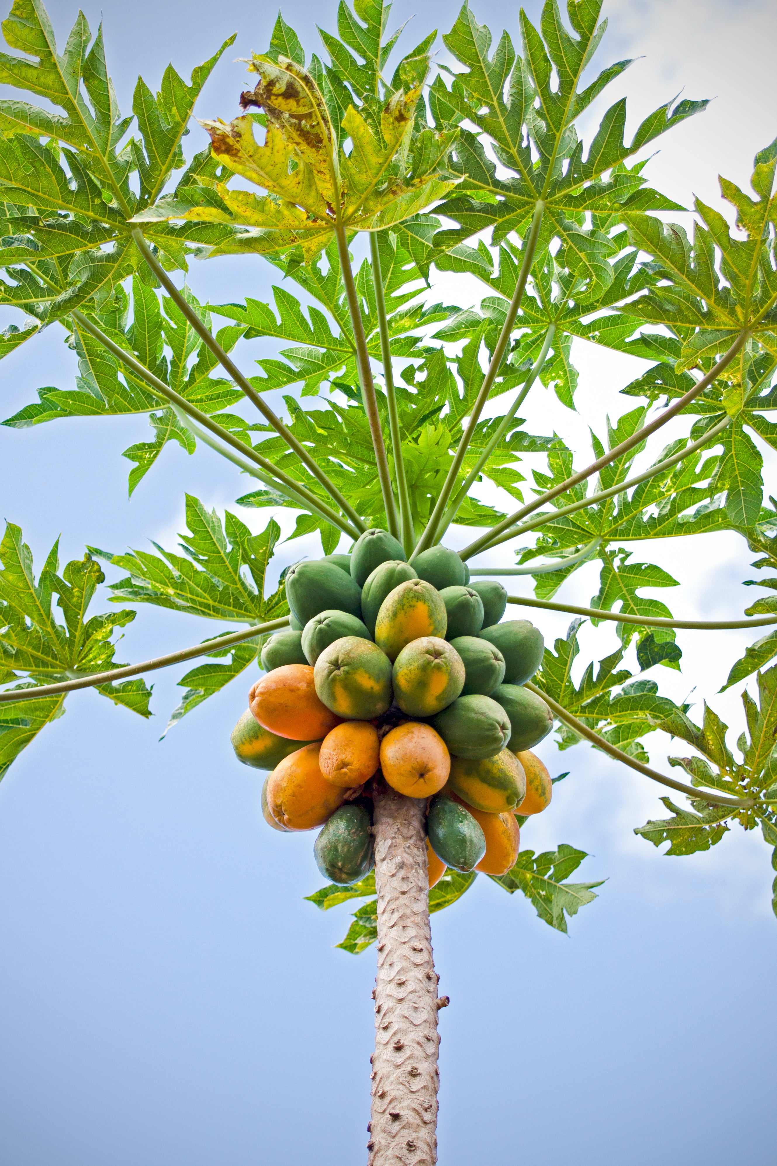papaya plant fertilizer Papaya – UJAMAA SEEDS