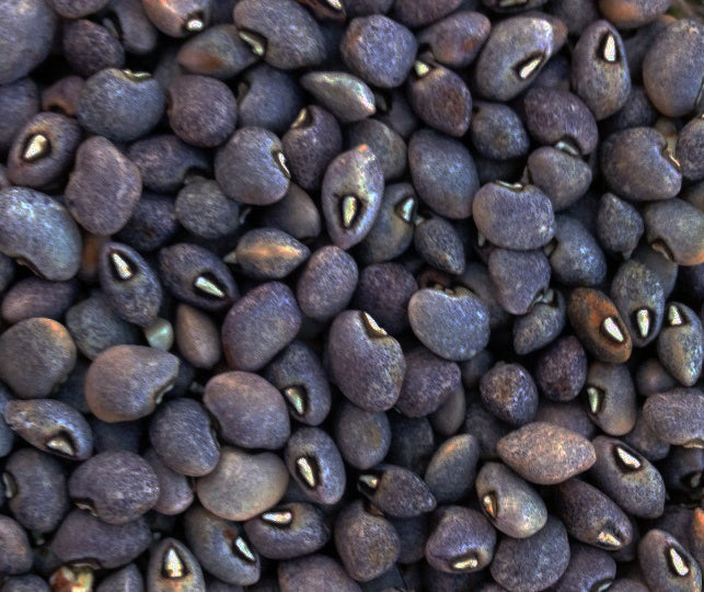 garden pea seed Blue Goose African (Field) Pea – UJAMAA SEEDS