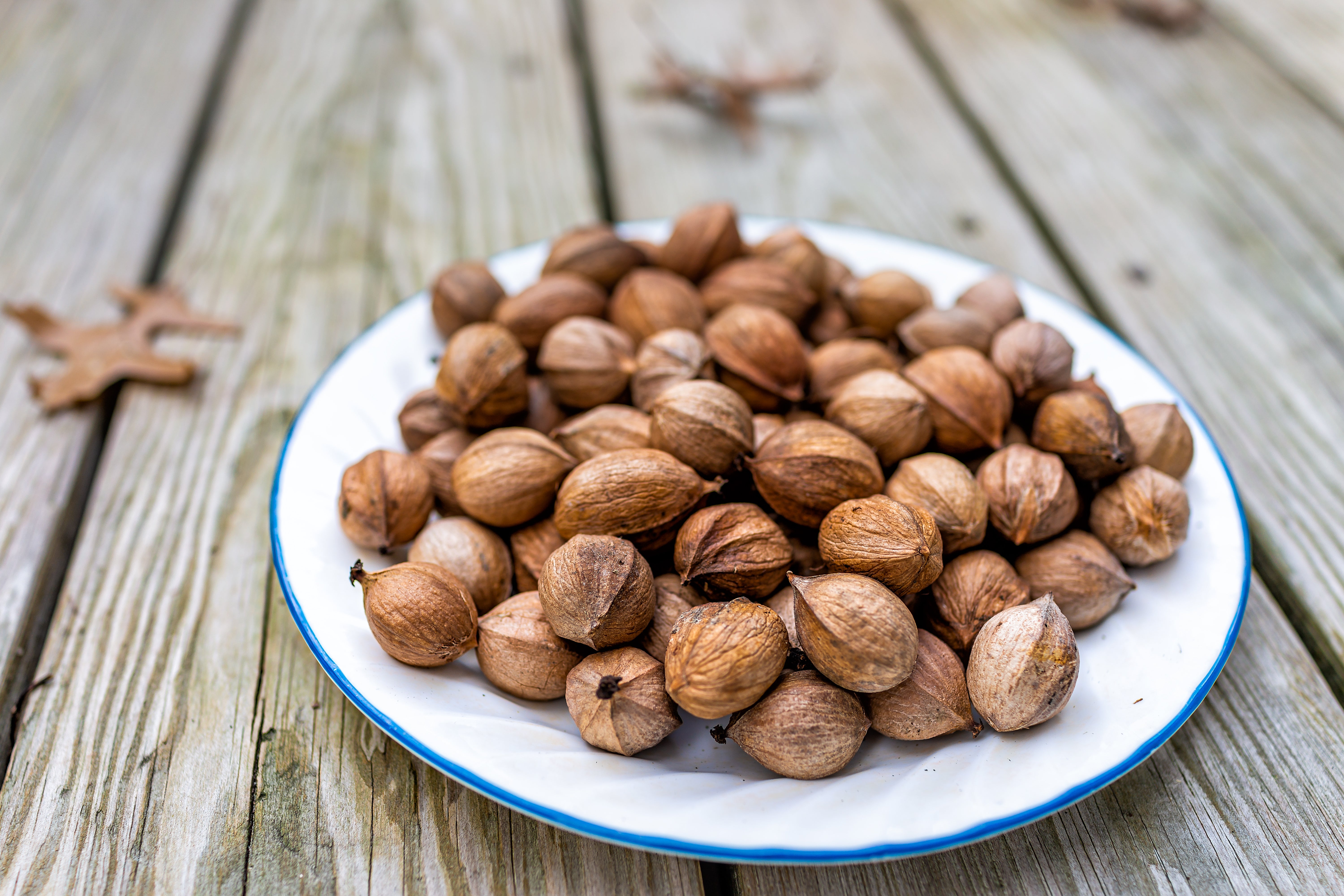 pecan seeds for planting Wild Pecan – UJAMAA SEEDS