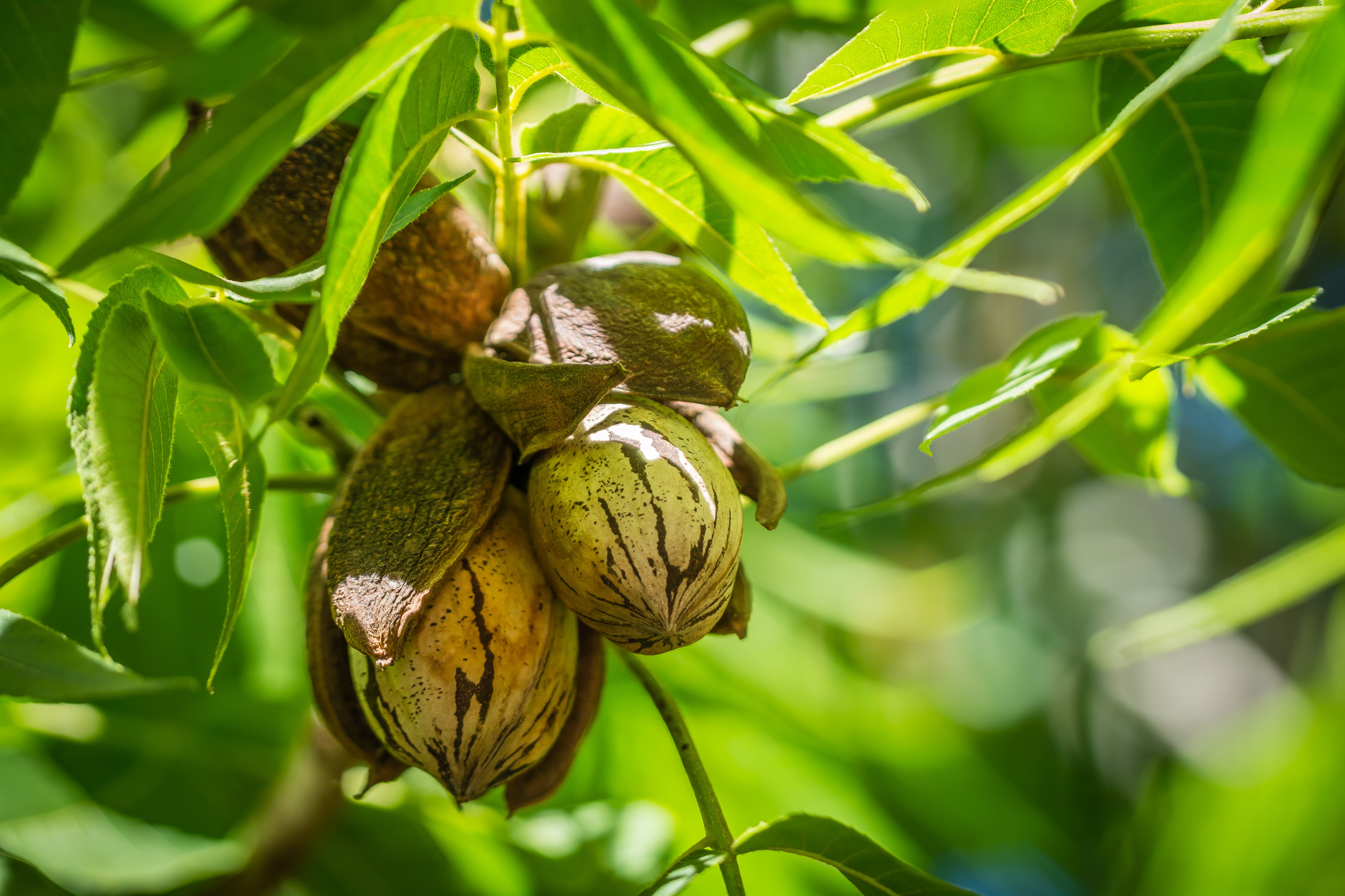 pecan seeds for planting Wild Pecan – UJAMAA SEEDS