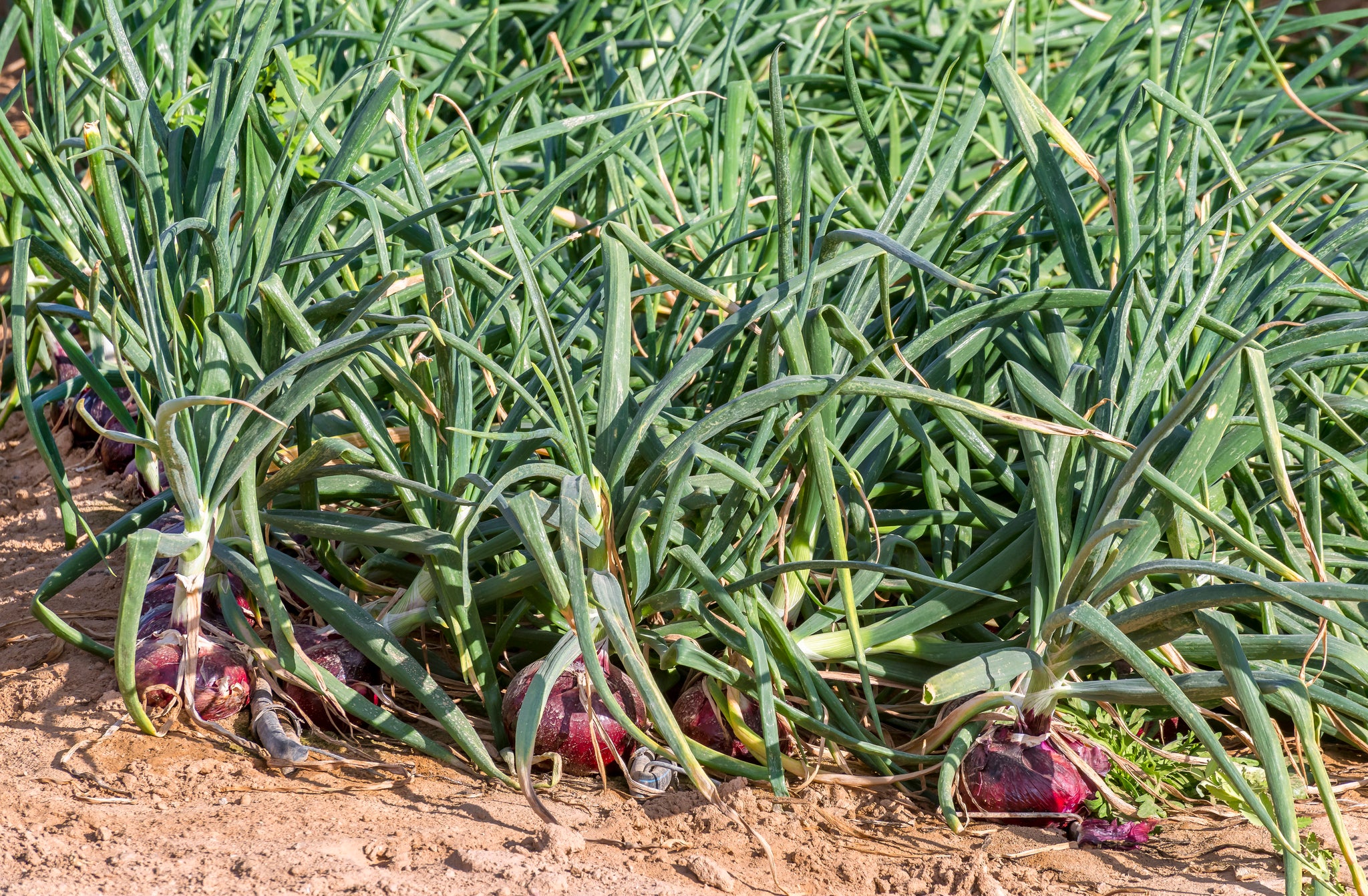 Ujamaa Seeds Creole Onion
