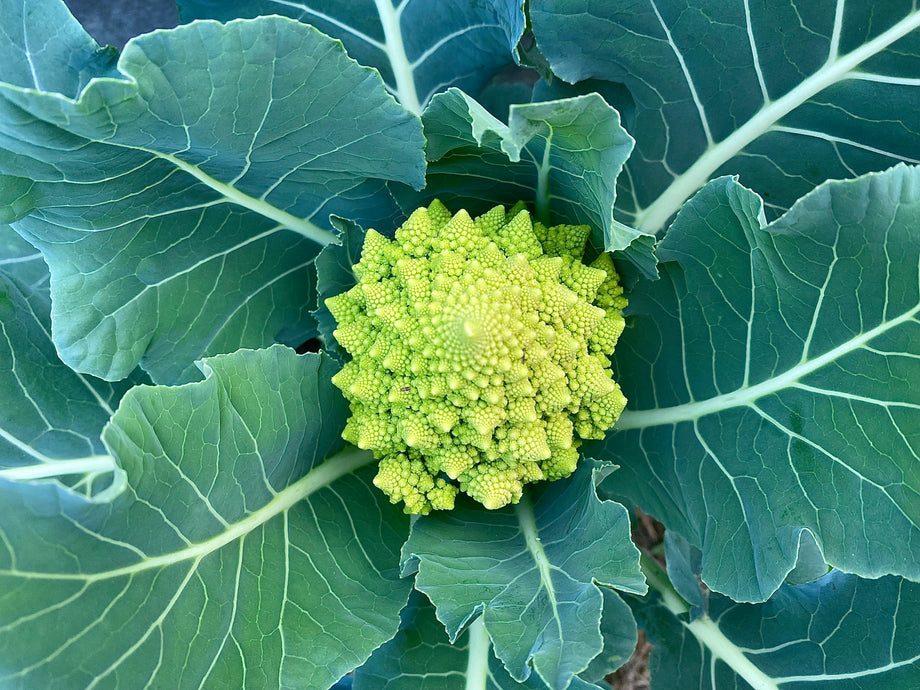 Romanesco (Cauliflower) – UJAMAA SEEDS