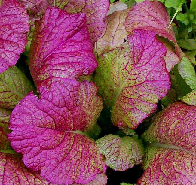 mustard seed plant leaves Red Giant Mustard Green – UJAMAA SEEDS