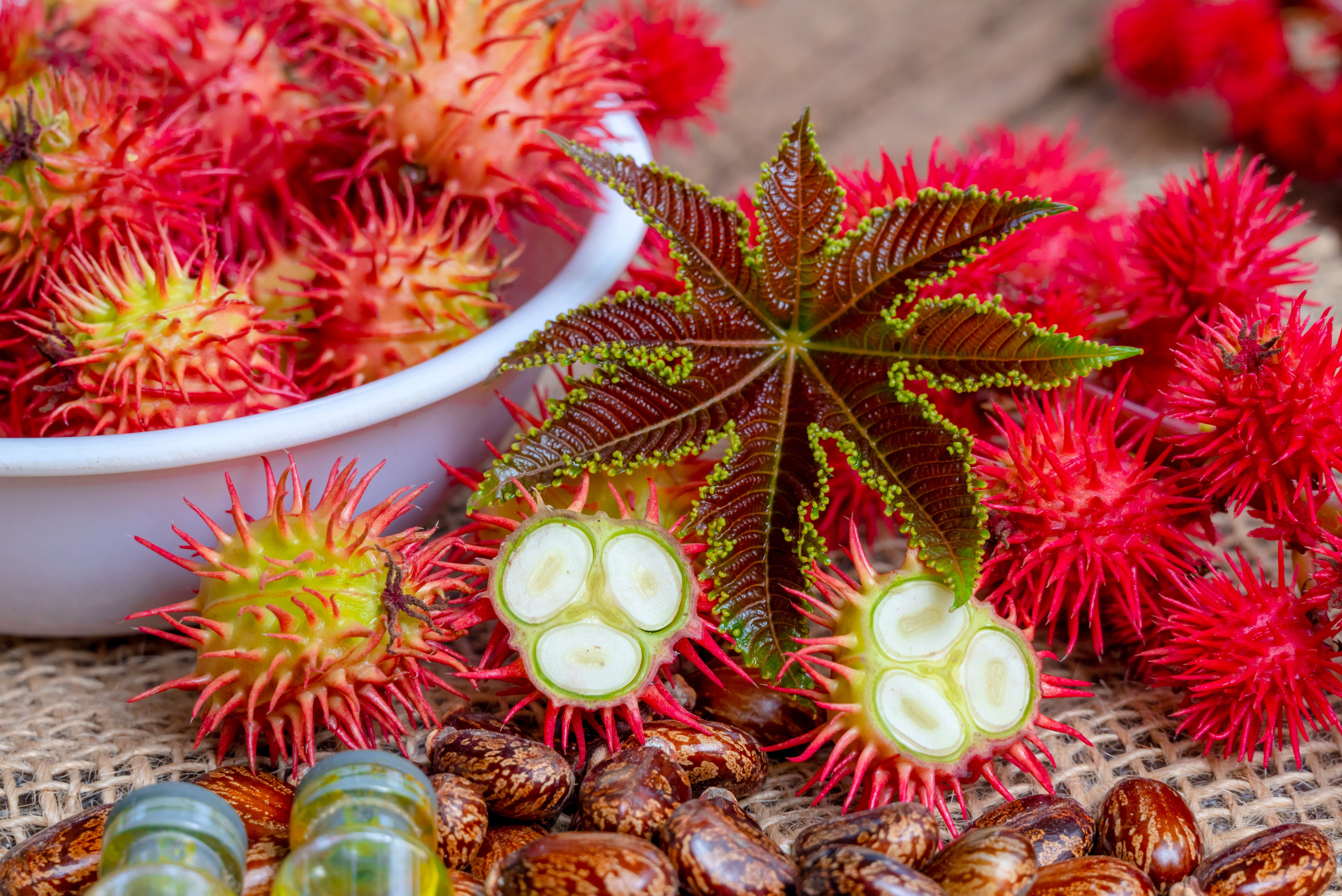 castor seed plant Red Castor Bean – UJAMAA SEEDS