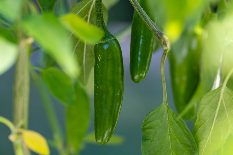 planting serrano pepper seeds Serrano Hot Pepper – UJAMAA SEEDS