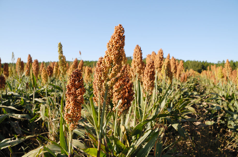 sorghum seed for the garden saskatchewan M61 Perennial Sorghum – UJAMAA SEEDS