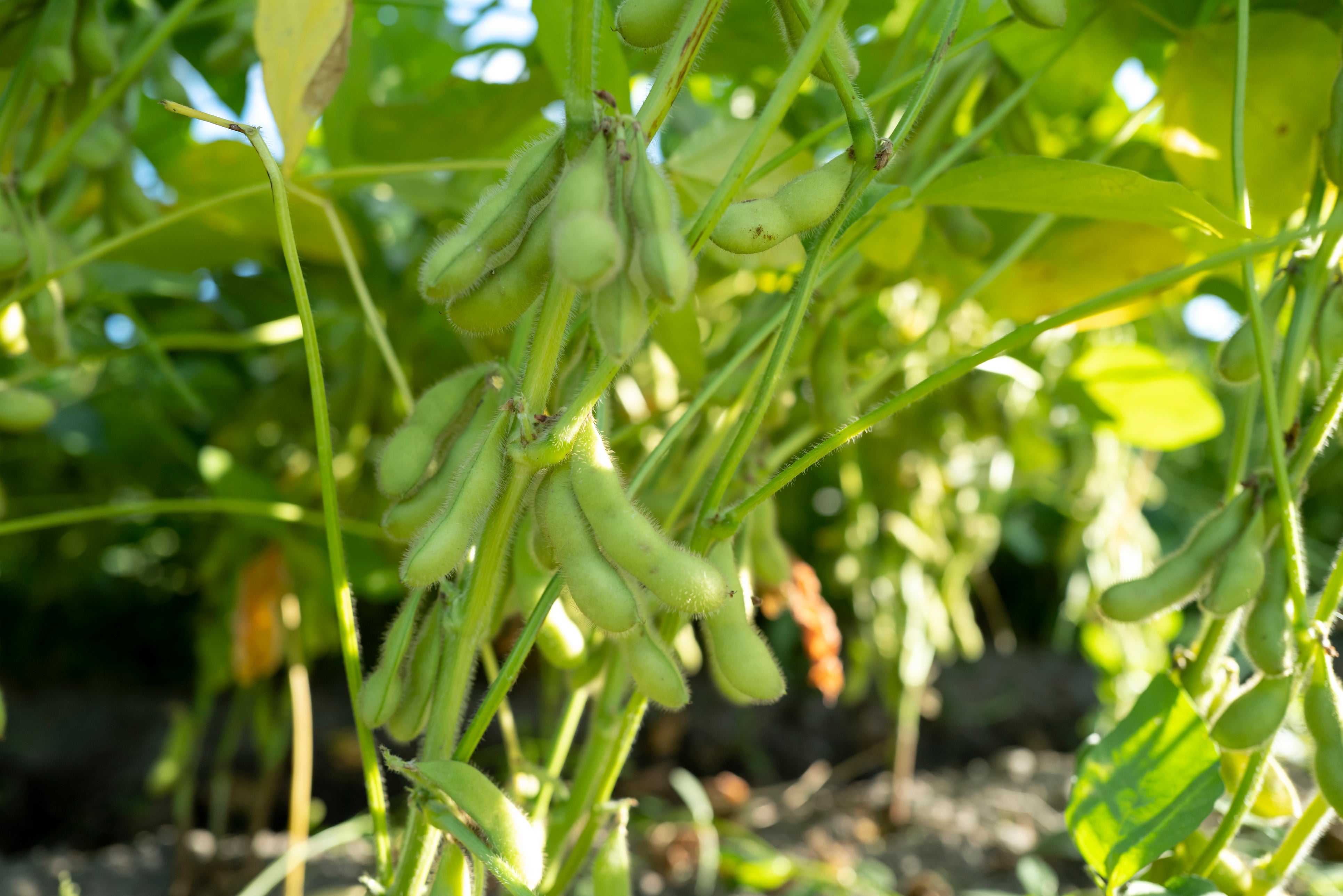 soybean seeds for planting Chiba Green Endamame Soybean – UJAMAA SEEDS