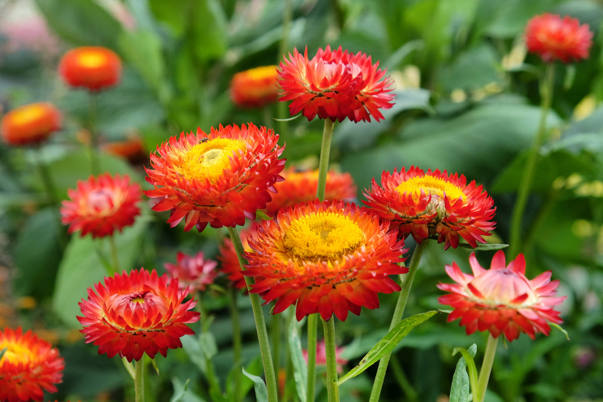 FLOWER Copper Red Strawflower – UJAMAA SEEDS