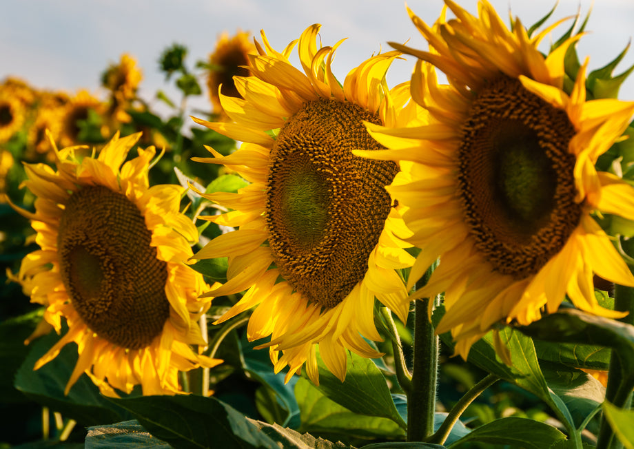 Zaria Sunflower (Ukranian Oilseed Sunflower) – UJAMAA SEEDS