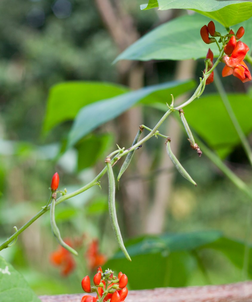 Qian Bian Romano Style Bean (pole) – Ujamaa Seeds