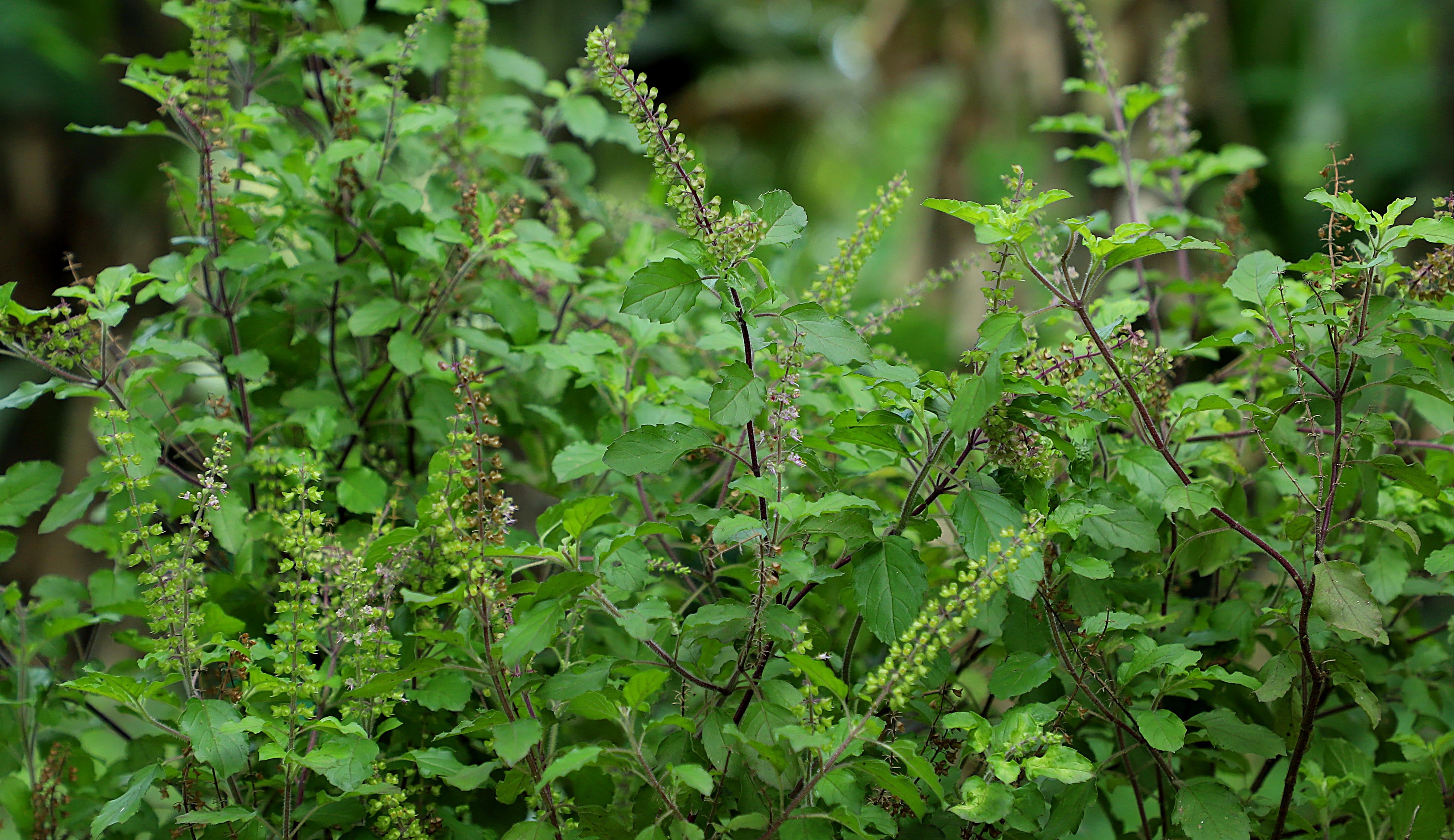 indian tulsi plant seeds Kapoor Tulsi (Holy Basil) – UJAMAA SEEDS