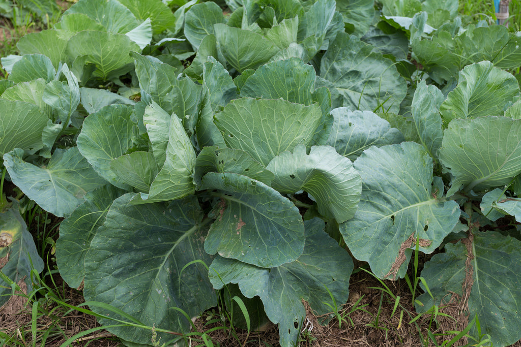 Pyper Collard COLLARDS – UJAMAA SEEDS
