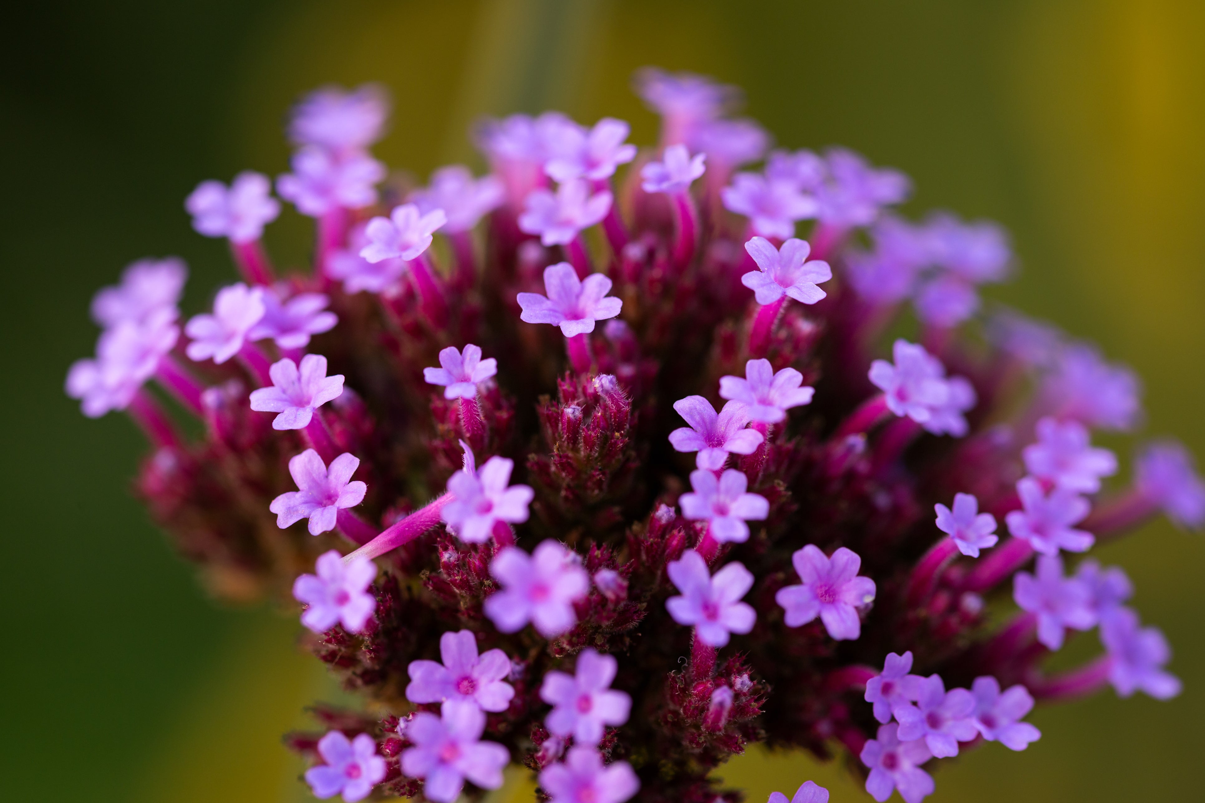 Purple Top Flower purple-top-flower