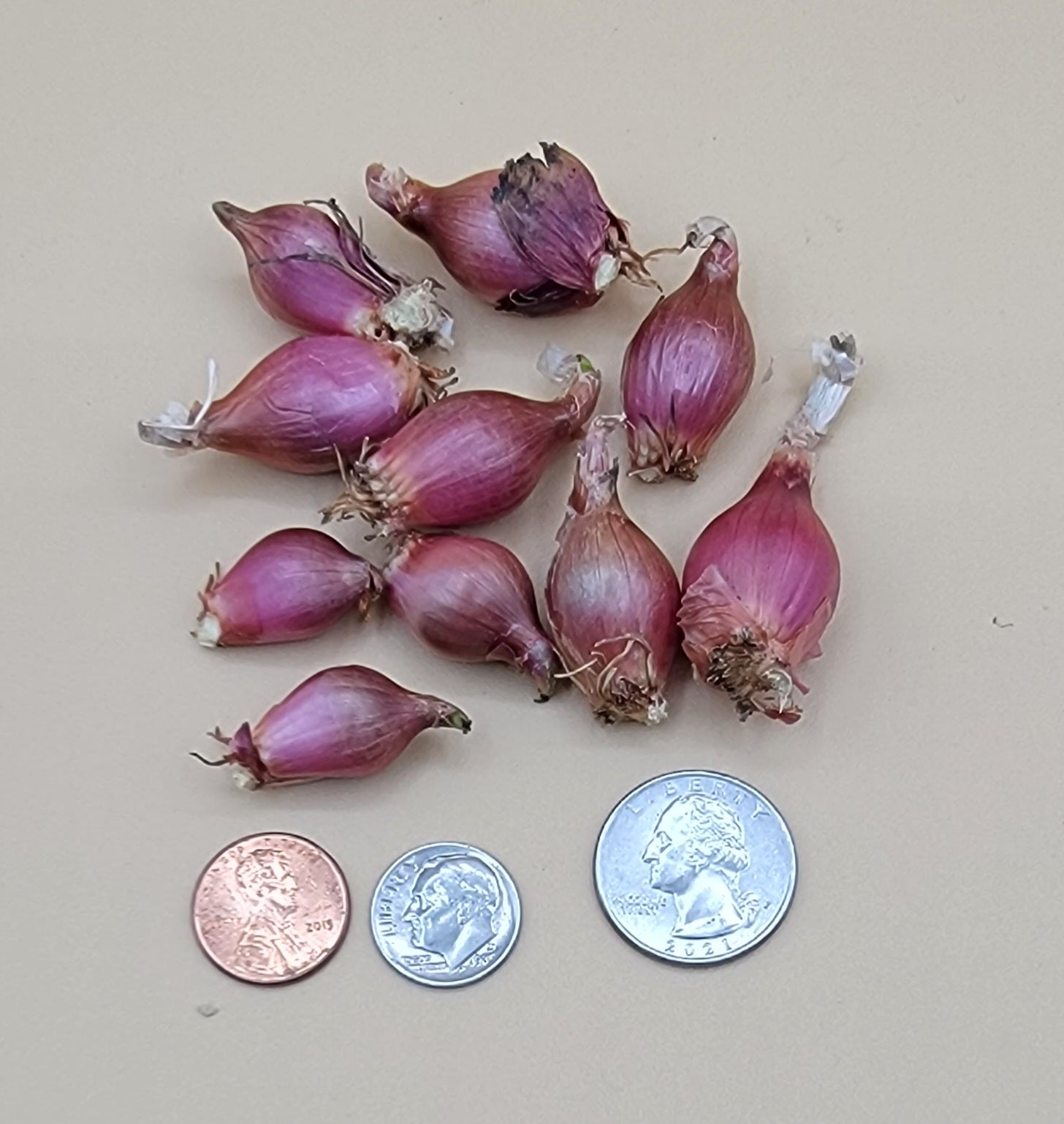 Egyptian Walking Onions  - ONLY $6