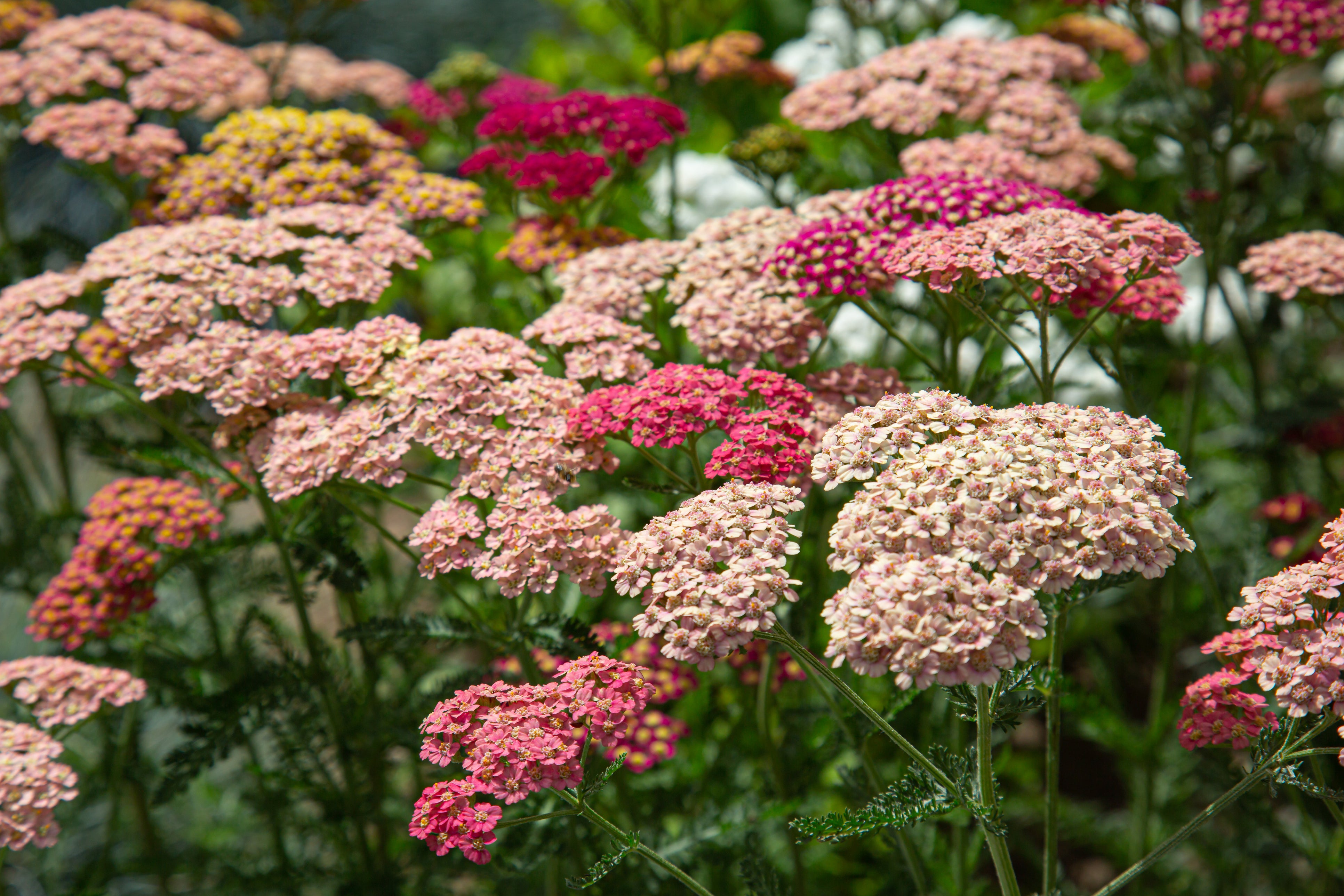 Summer Berries Yarrow – UJAMAA SEEDS