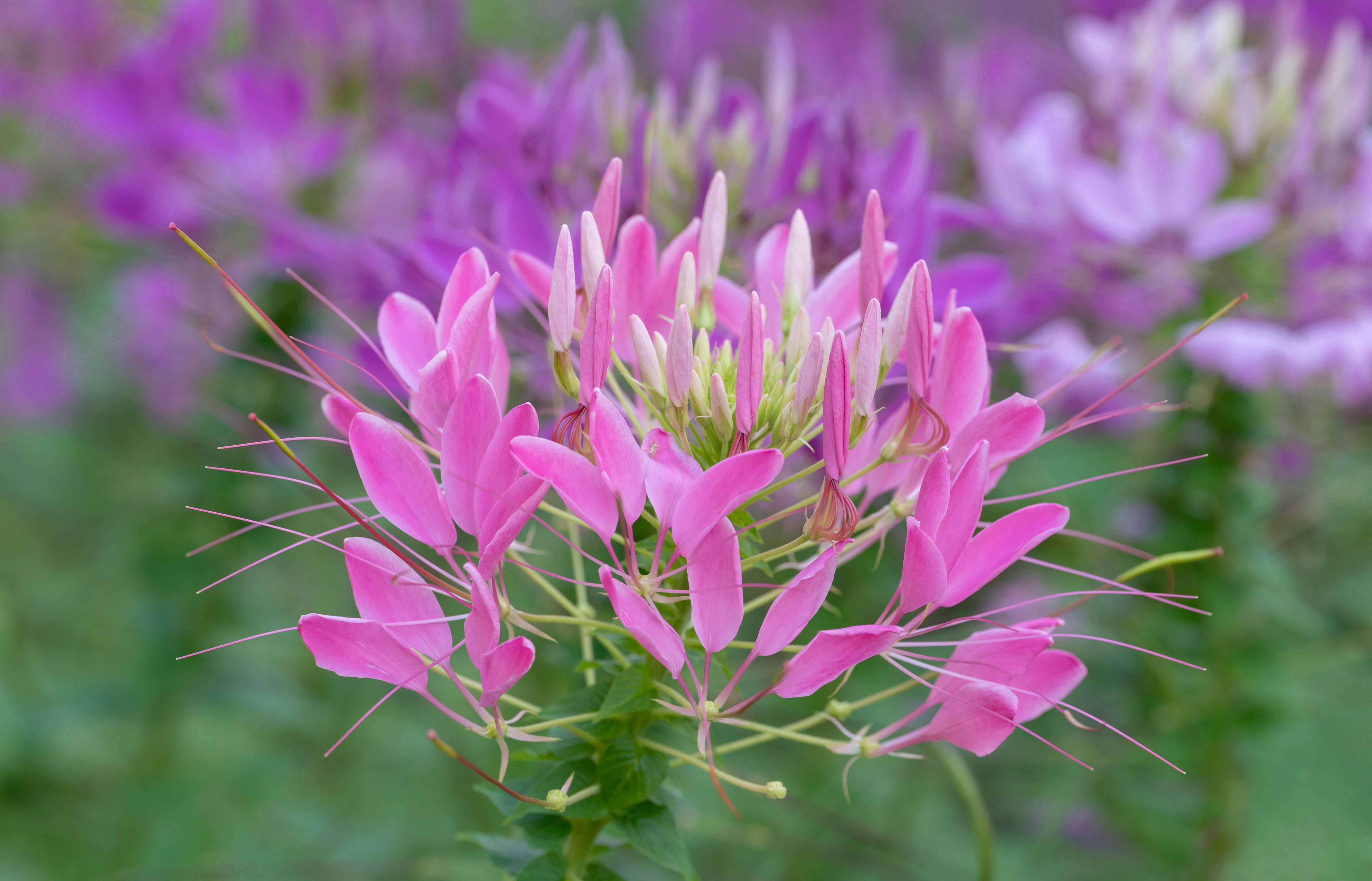 cleome spider flower plant Cleome (Spider Flower) – UJAMAA SEEDS