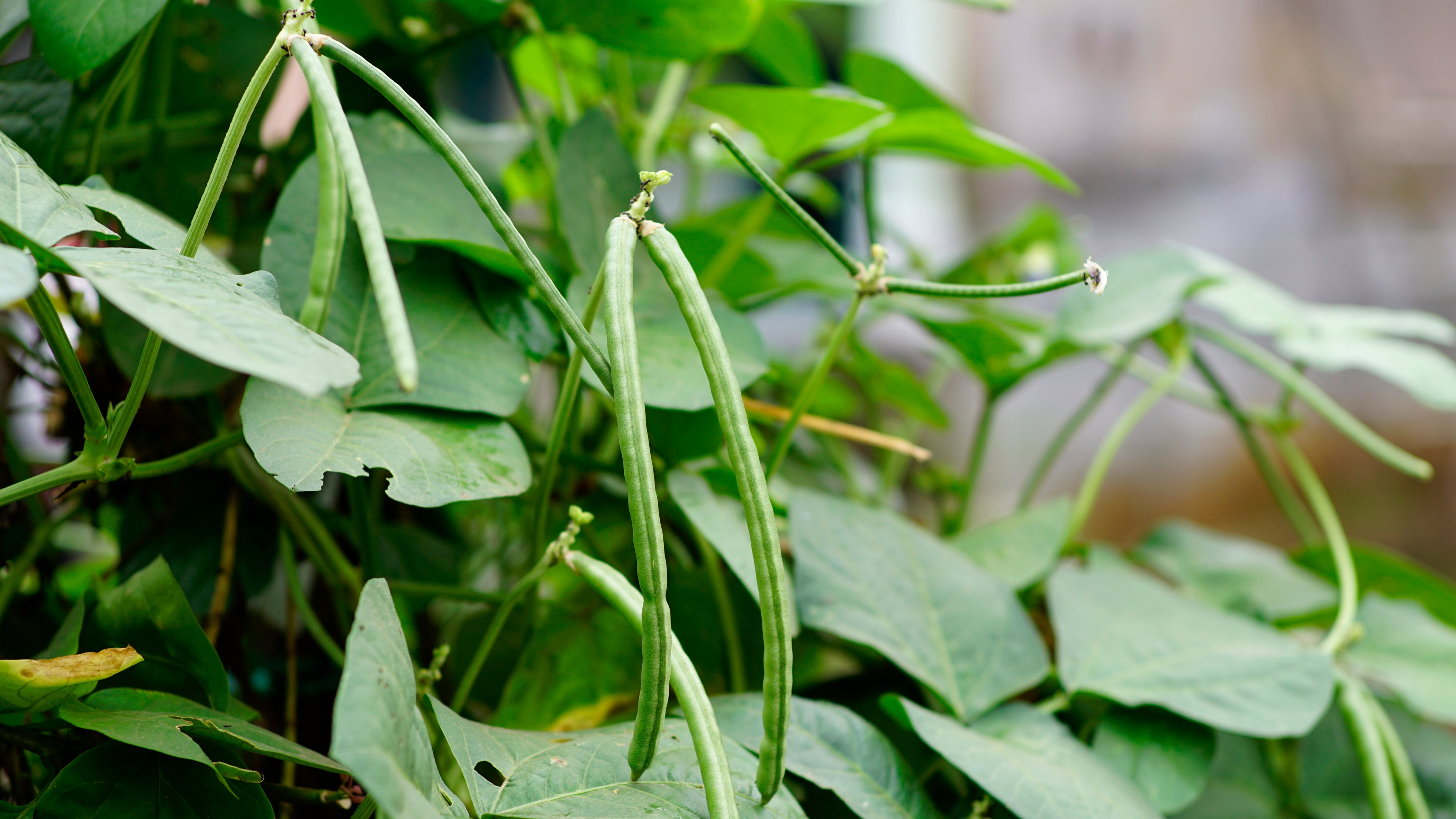 Pea Running Hercules African Pea – UJAMAA SEEDS