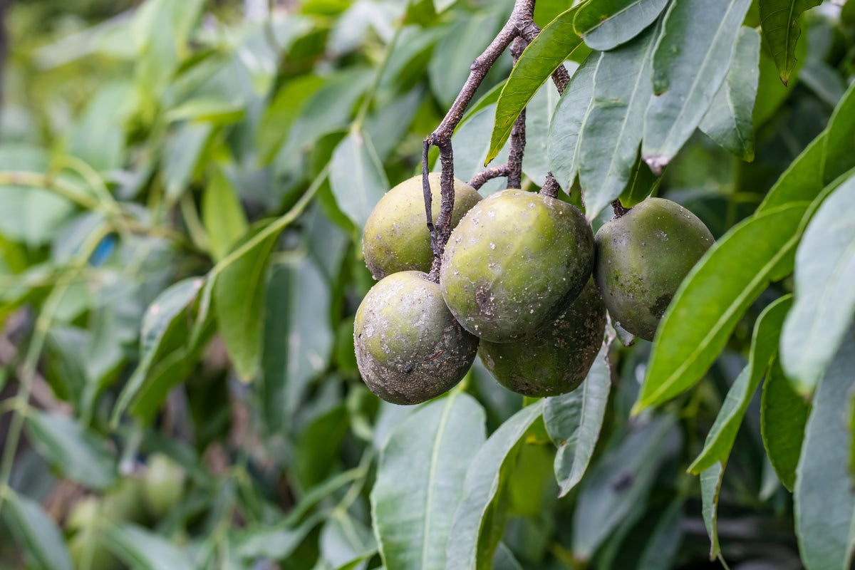TREE, PLUM , Wild Plum (Hog Plum) UJAMAA SEEDS
