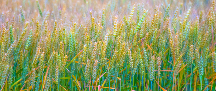 Multicolored Bread Wheat Grex (Eileen) – UJAMAA SEEDS