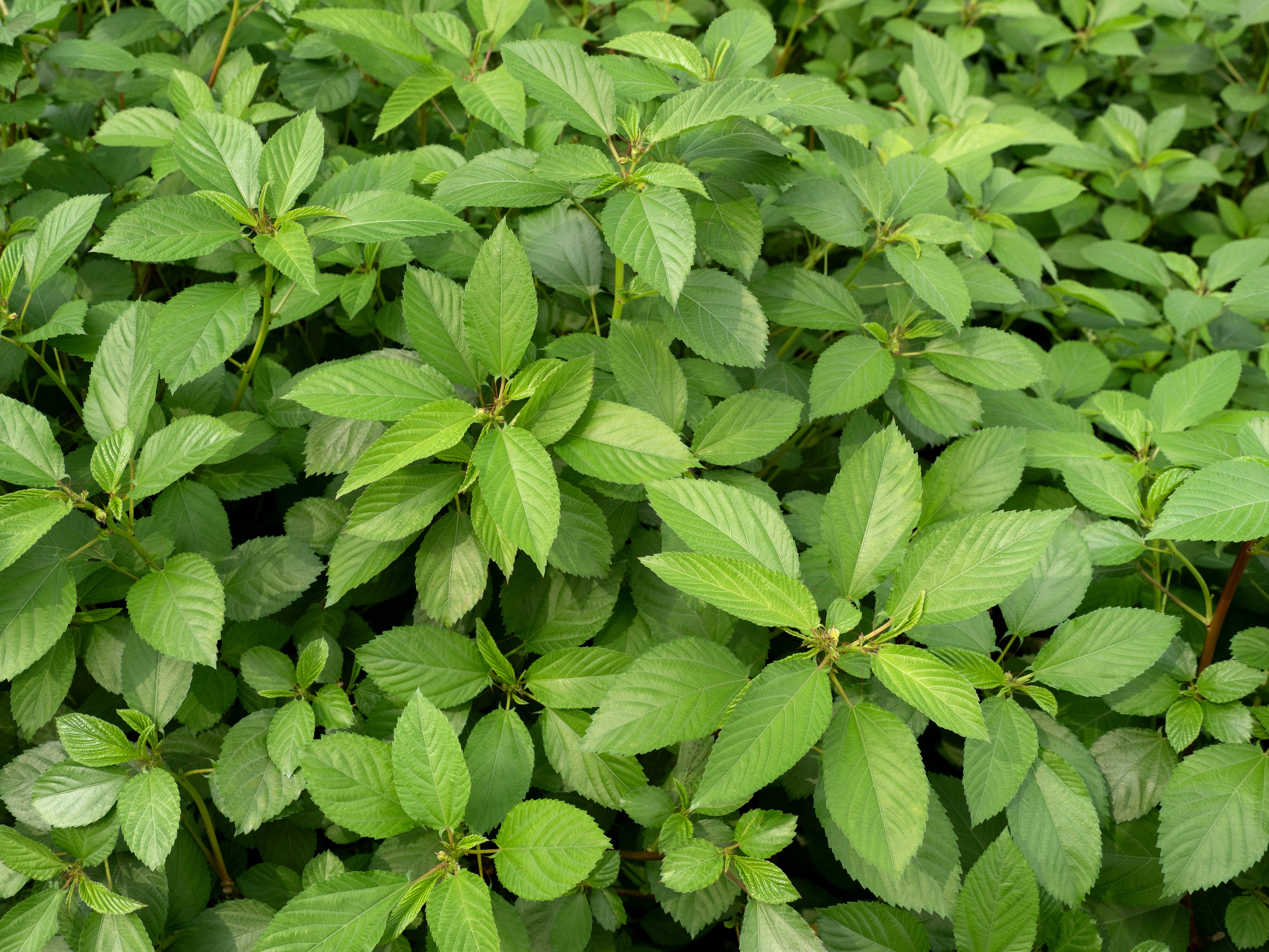 Mukammal davr porno video Qadimgi buvilarning katta mushuklari