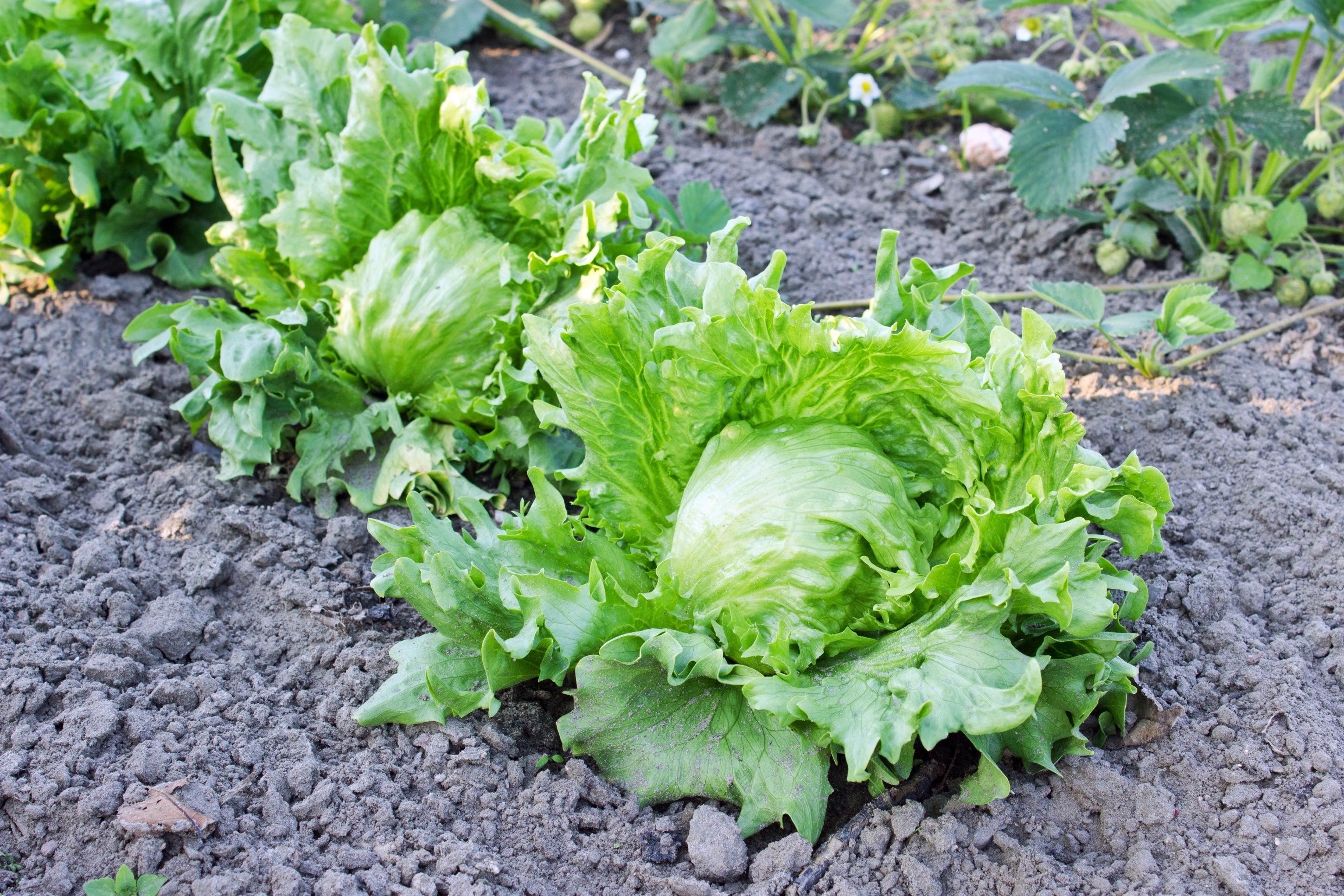 planting iceberg lettuce from seed Iceberg Crisphead Lettuce – UJAMAA SEEDS