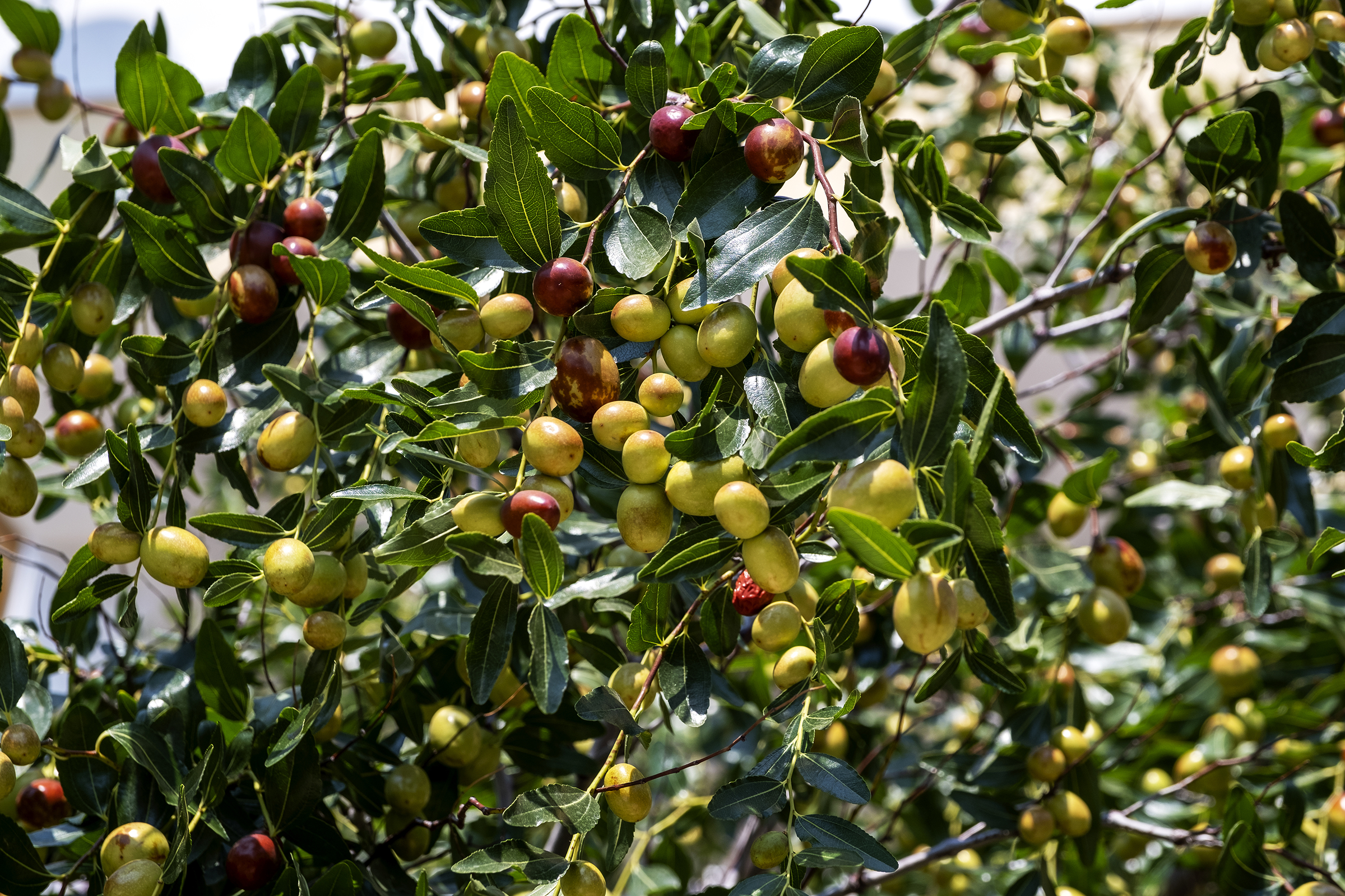 jujube seeds for planting Jujube (Chinese Date) – UJAMAA SEEDS