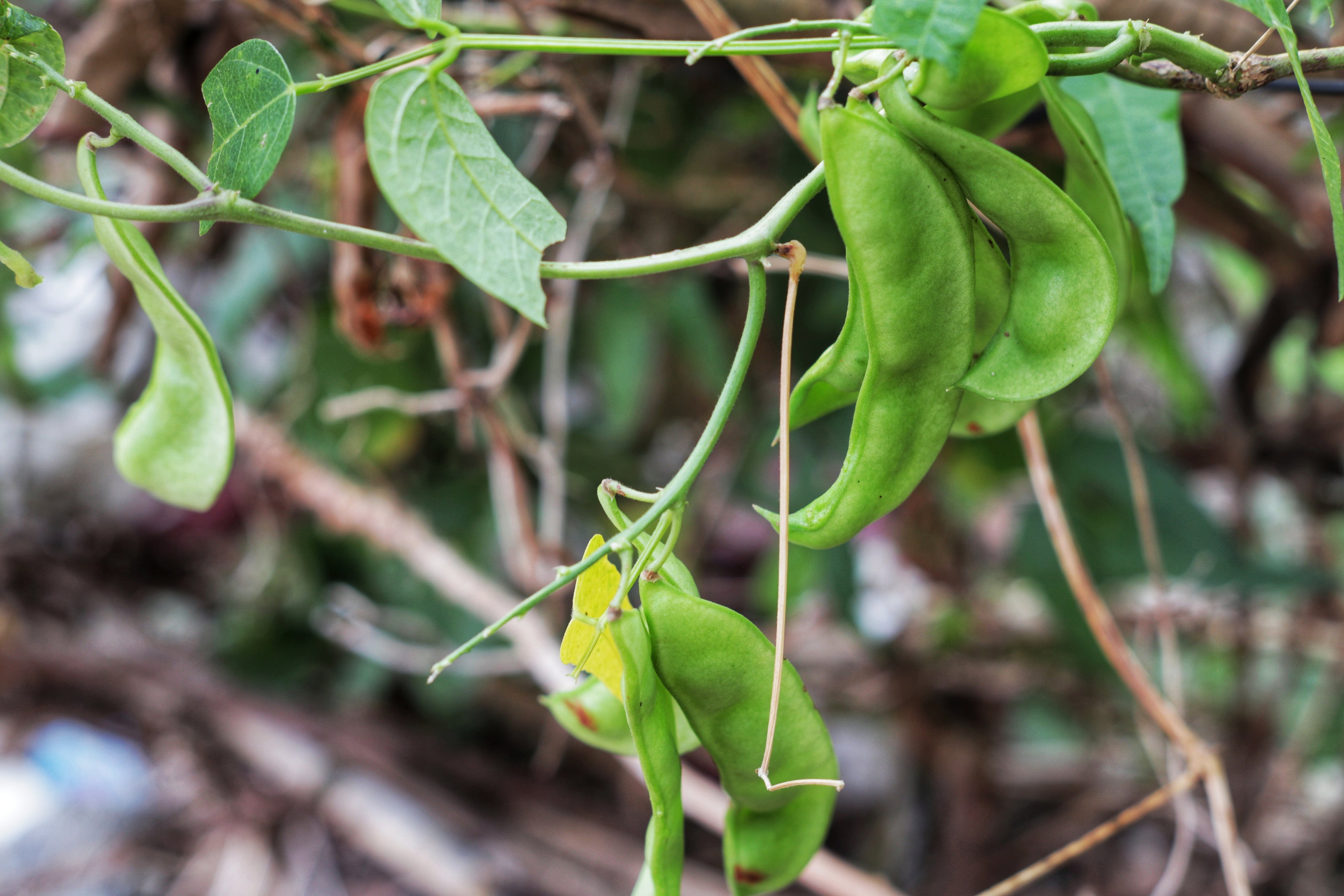 lima bean seeds to plant Hopi Yellow Lima Bean (Pole) – UJAMAA SEEDS