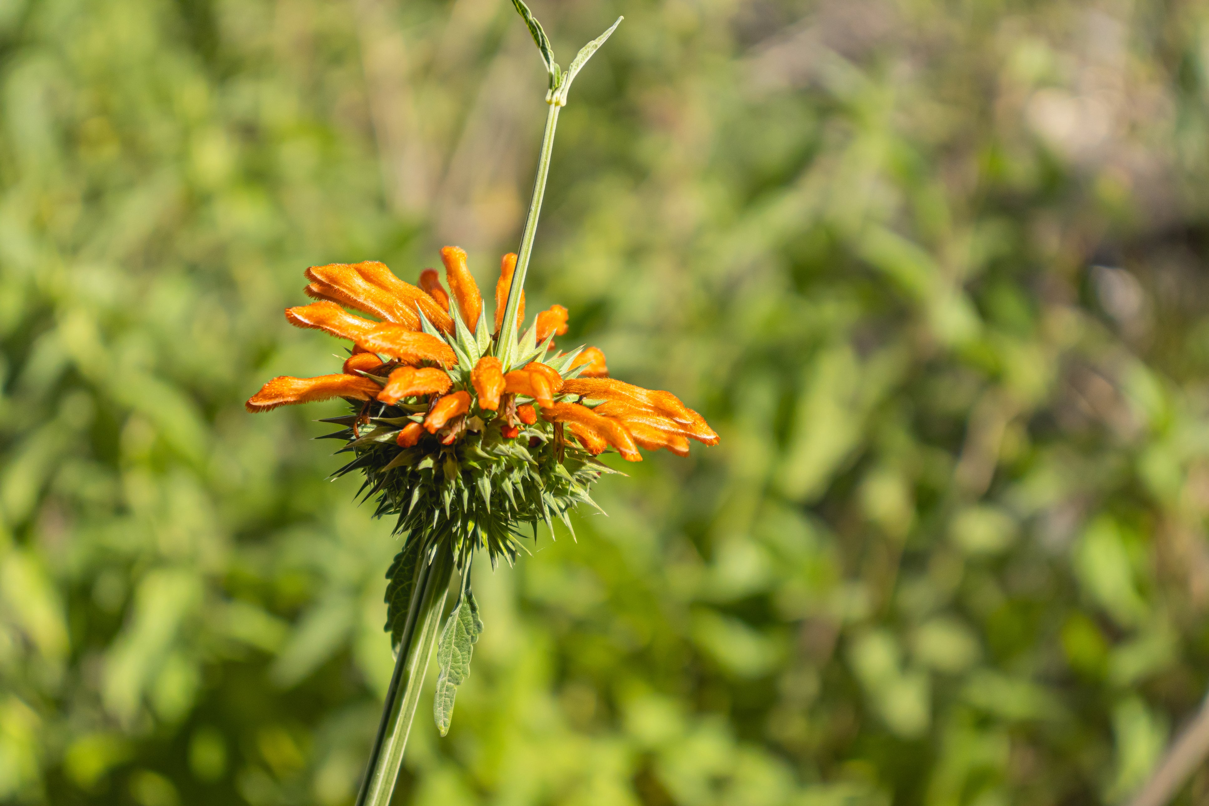 lion's ear plant seeds Lion's Ear – UJAMAA SEEDS