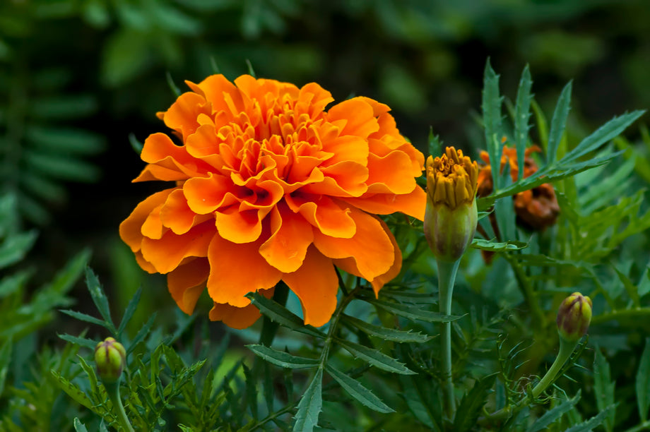 Gertie's Marigold  UJAMAA SEEDS