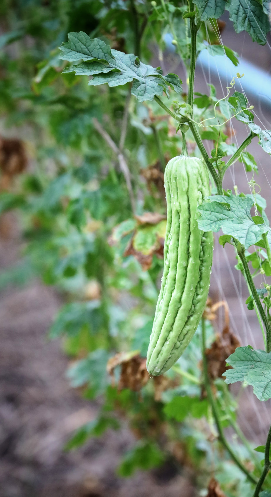 Green Skin Bitter Melon – UJAMAA SEEDS