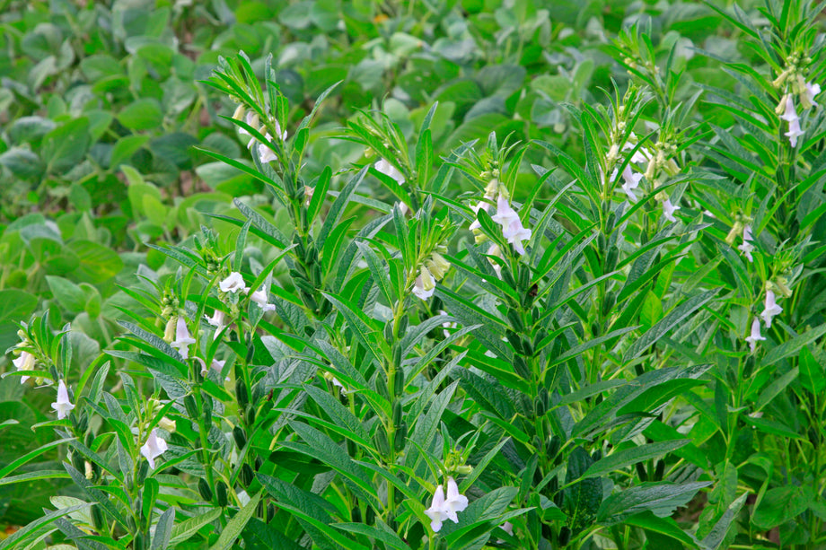monticello flower seeds Monticello White Sesame – UJAMAA SEEDS