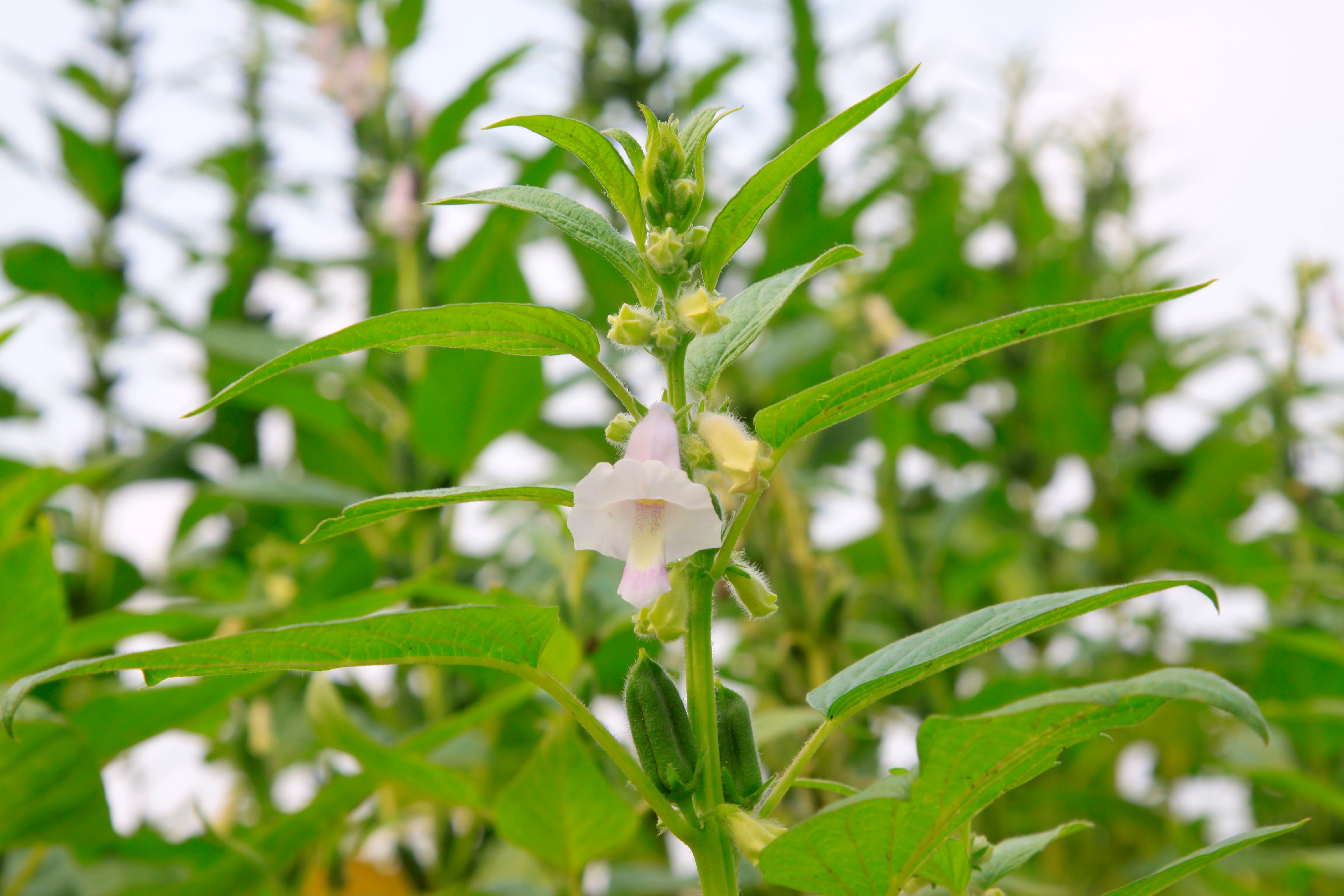 monticello flower seeds Monticello White Sesame – UJAMAA SEEDS
