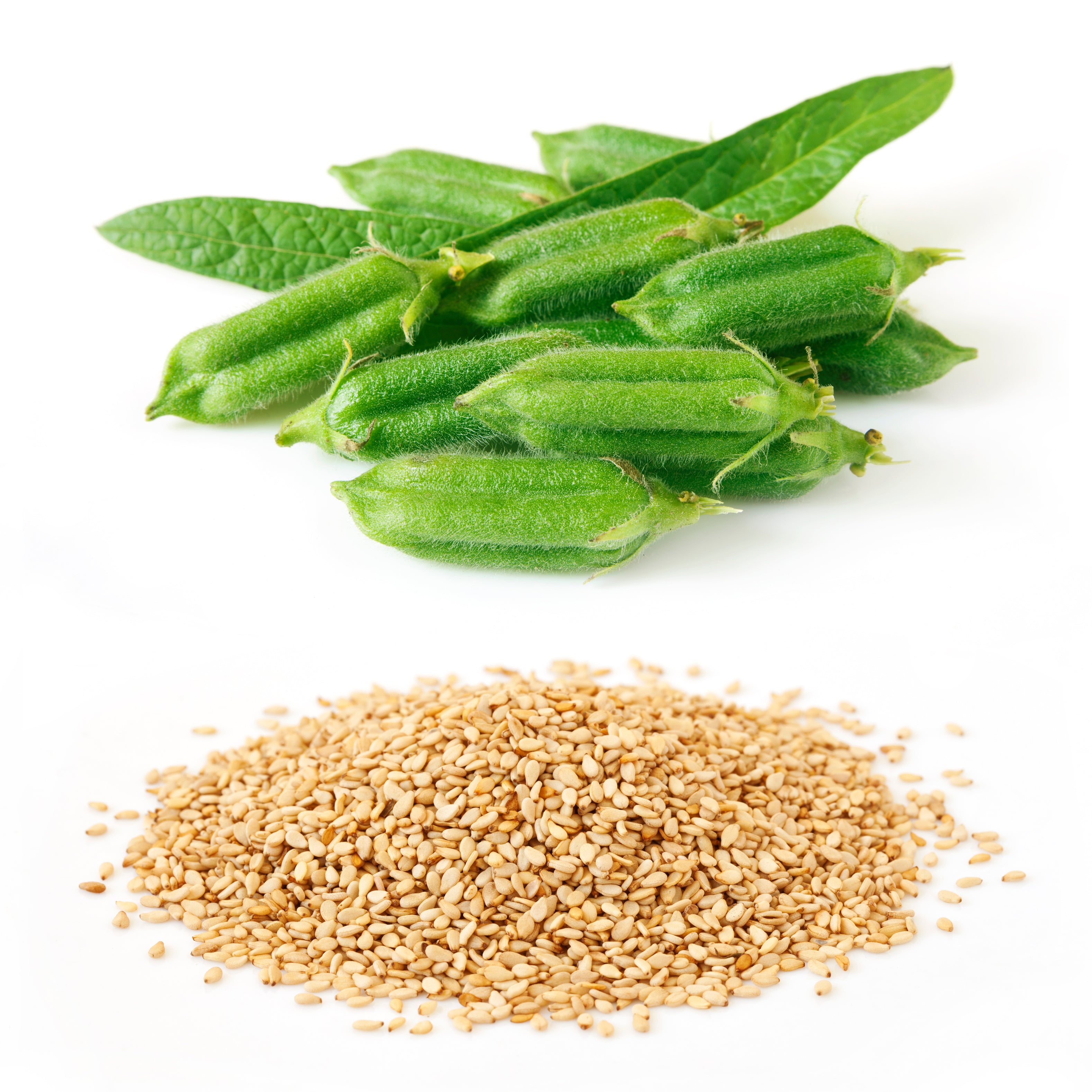 monticello flower seeds Monticello White Sesame – UJAMAA SEEDS